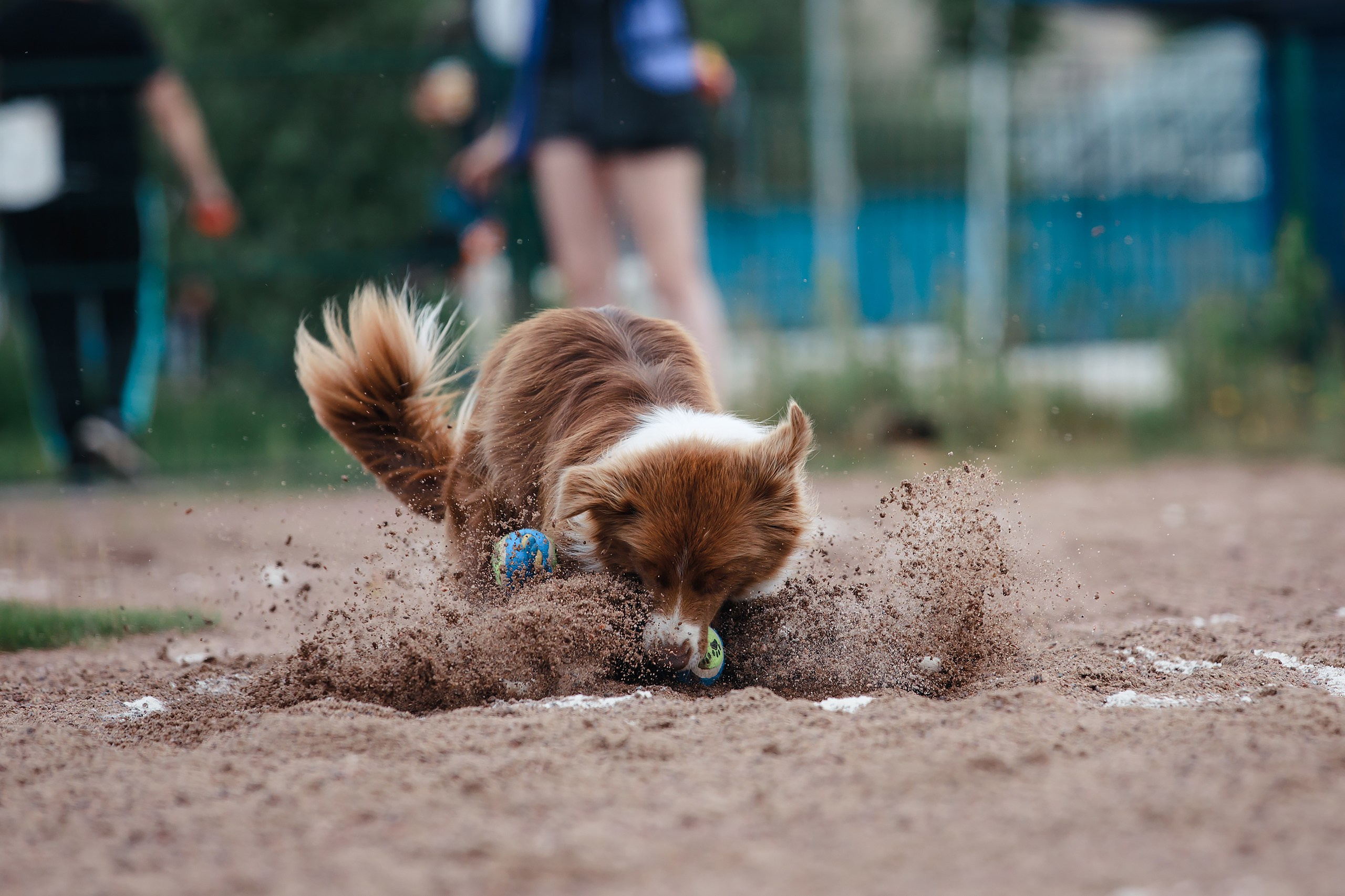 Питч&Гоу + веселые старты. Фотограф-анималист Mary Mart — Москва, Питер
