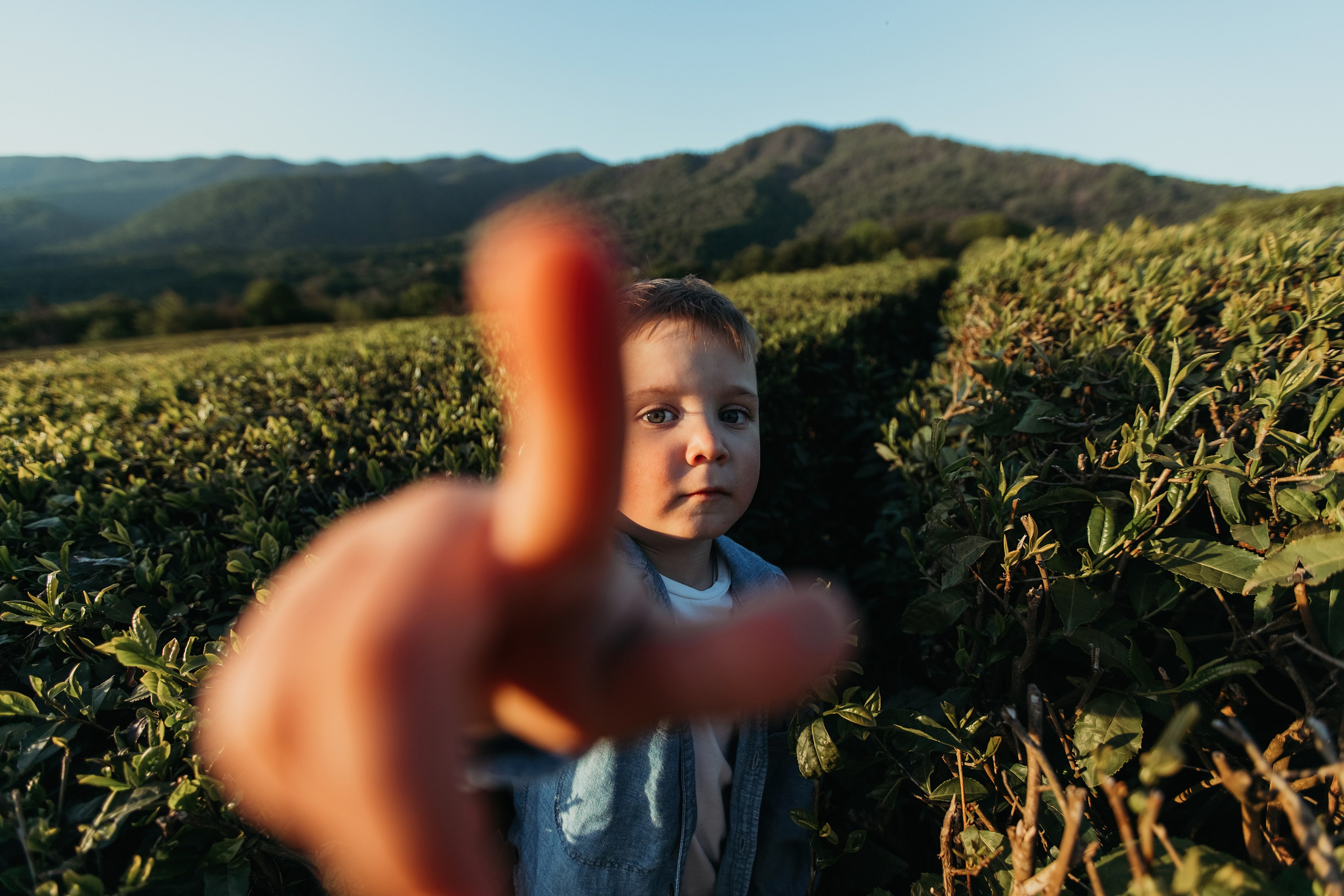 Чайные плантации мацеста. Фотограф Сочи Татьяна Зорина