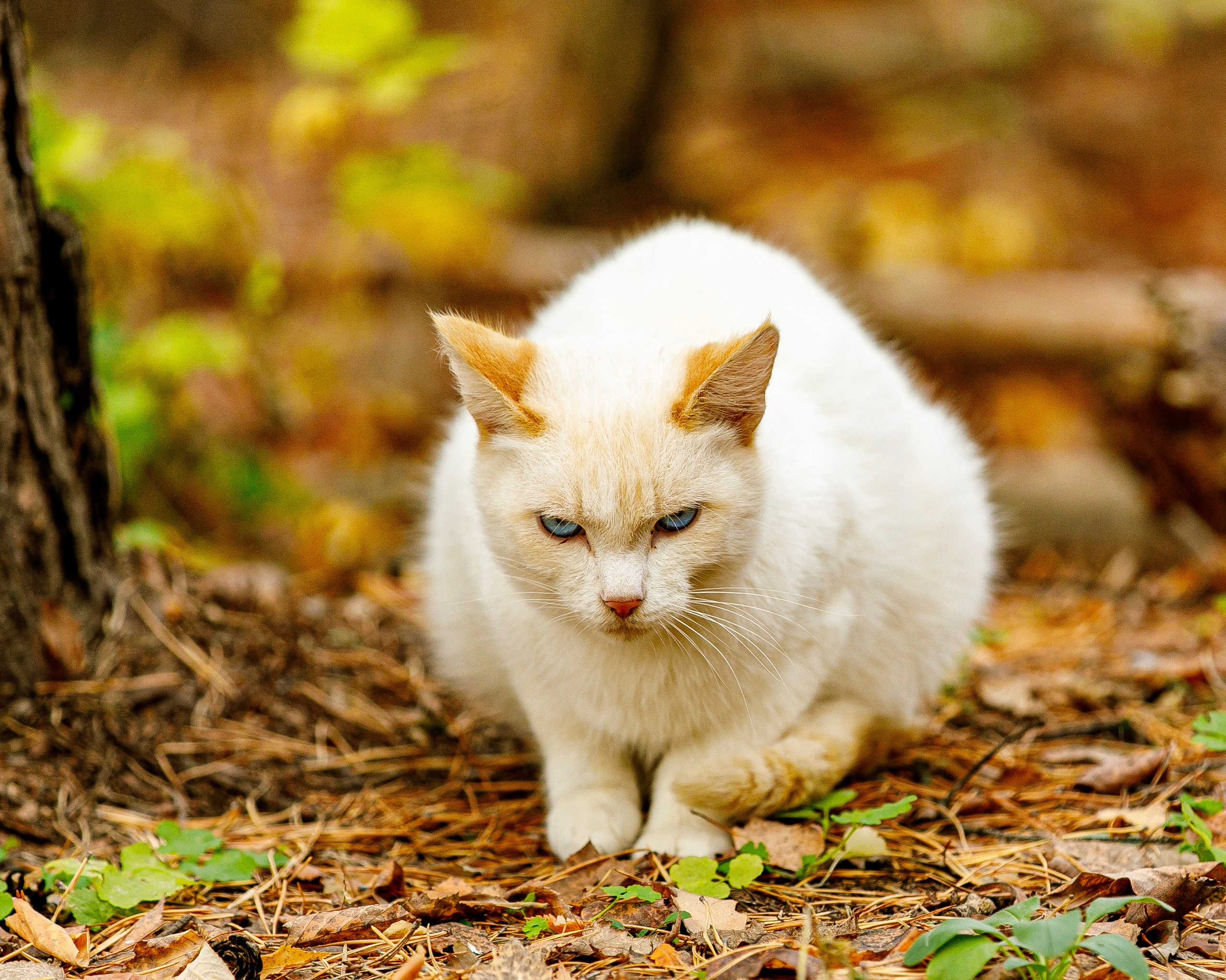 Животные. Фотограф Андрей Гузеев
