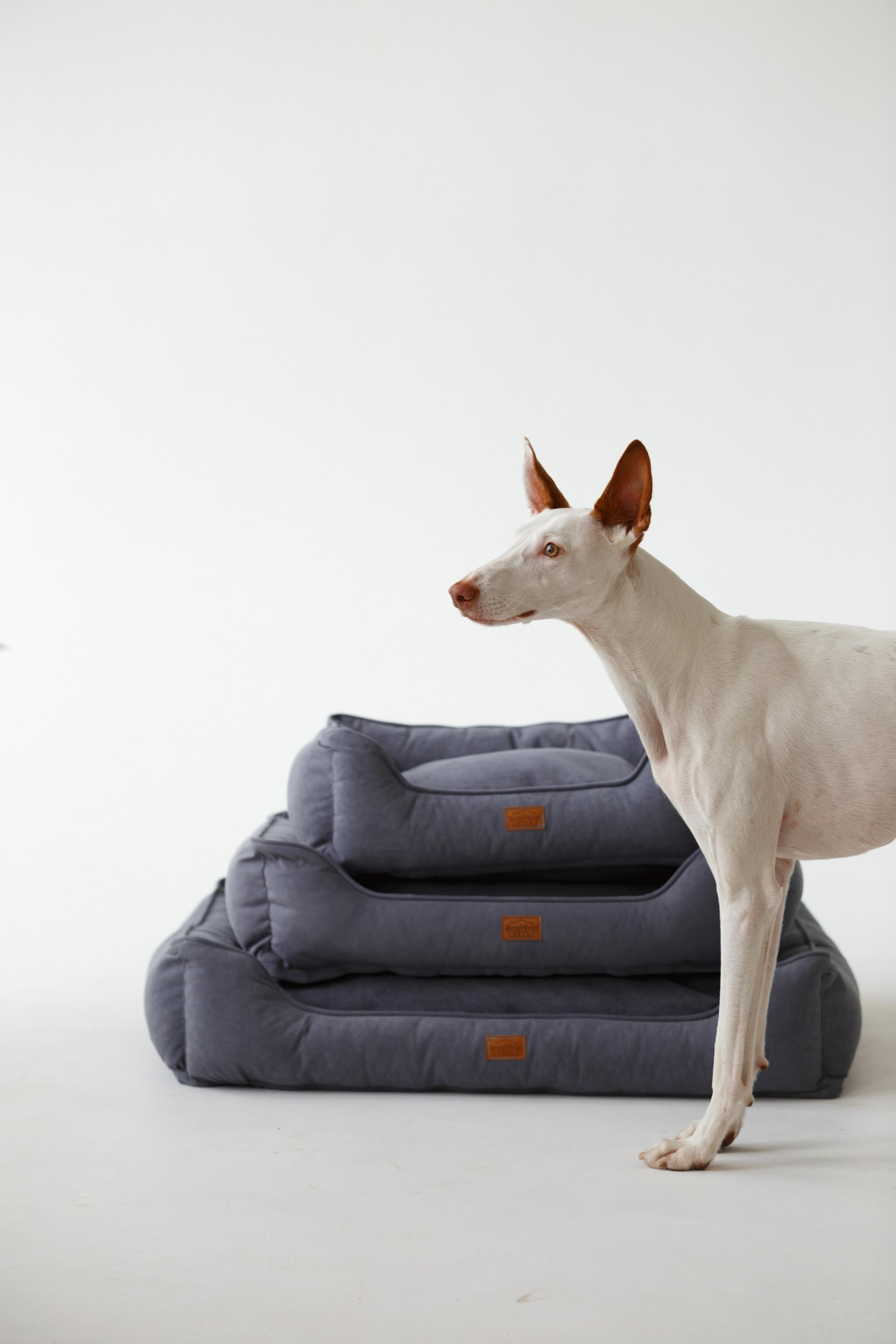 Boonwood Pets лежанки для животных. Фотограф анималист Кристина Карпова, Москва