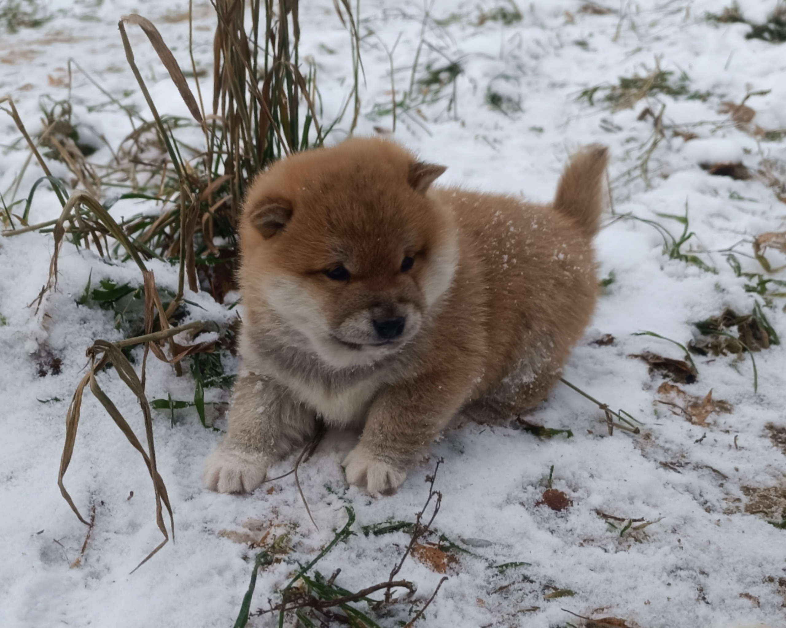 сиба питомник Рубилайт щенки на продажу rubylight  сиба щенки купить СПб Санкт-Петербург 