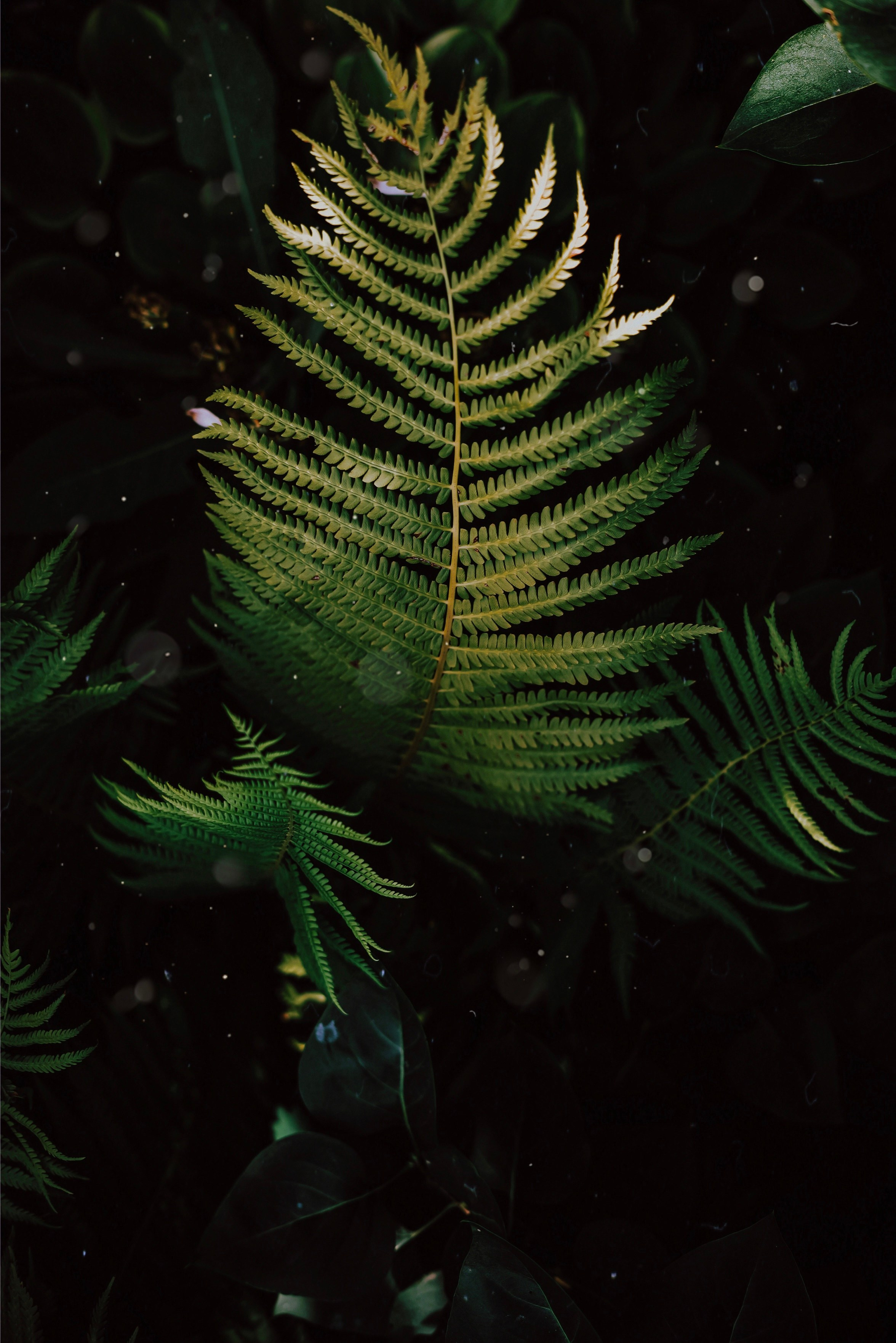 Wallpapers. Фотограф Казань