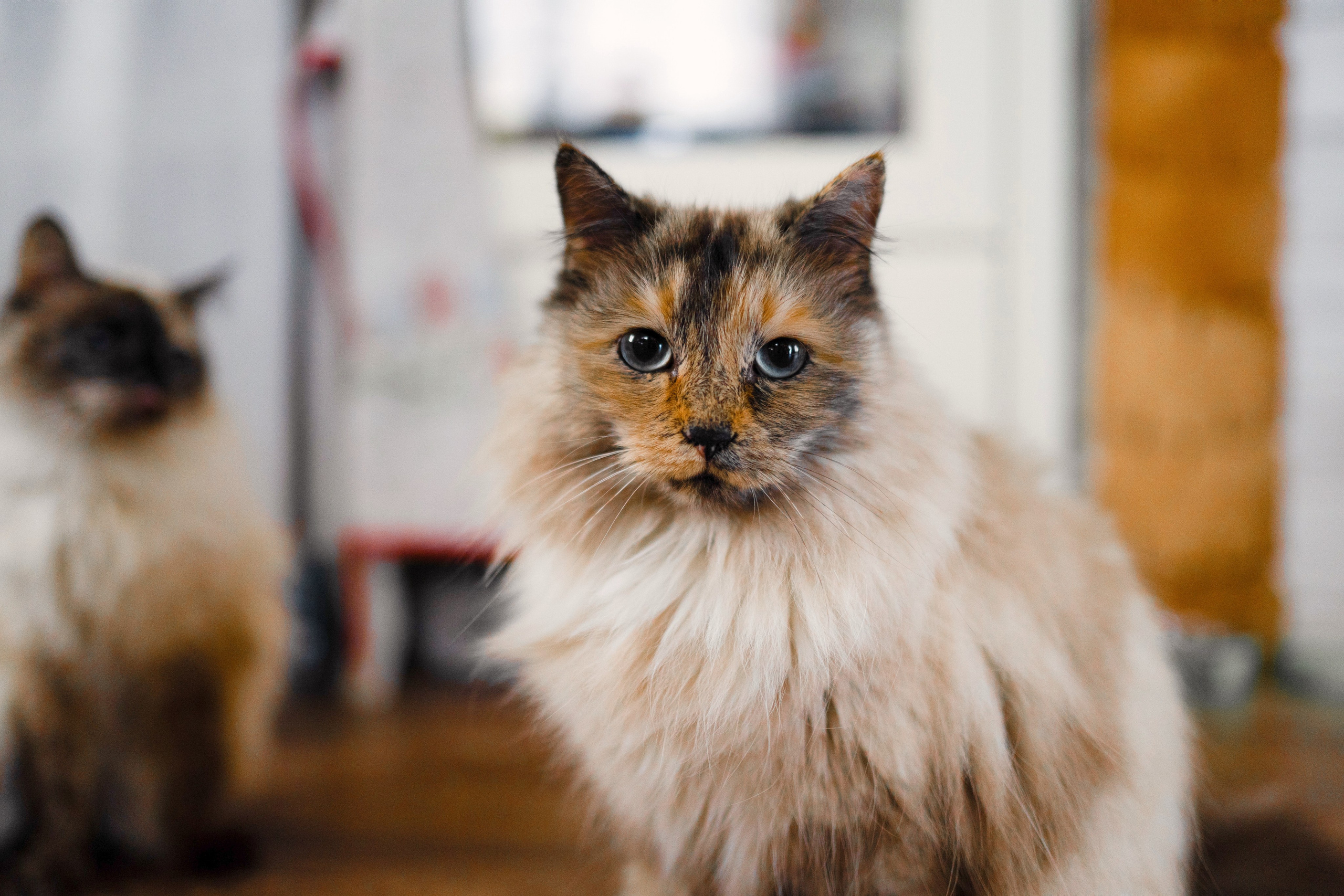 Домашняя фотосессия в Суздале. Семейный фотограф в Суздале Елена Кузнецова