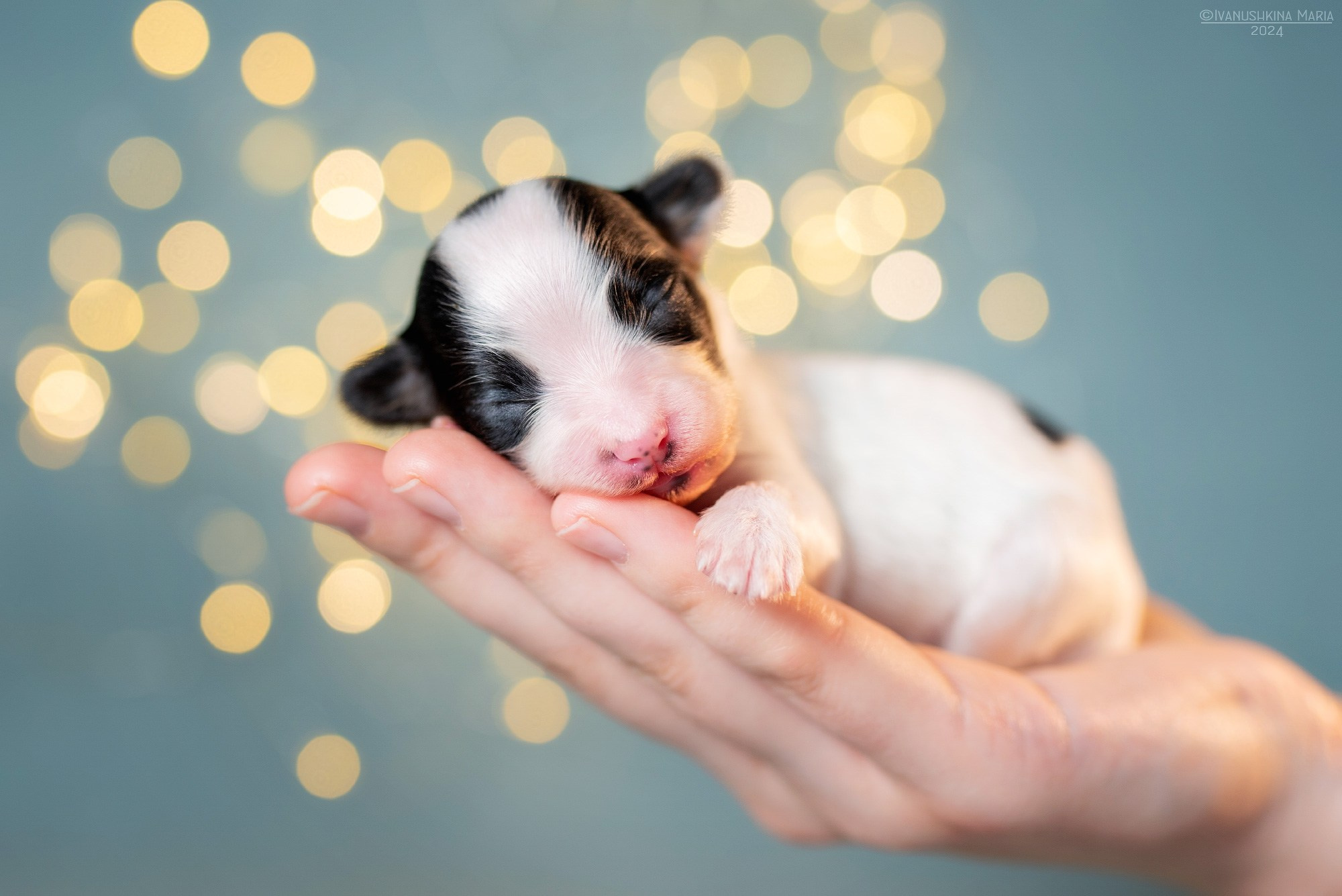 Ньюборн фотосессия щенков. Фотограф собак в Москве и Московской области Иванушкина Мария