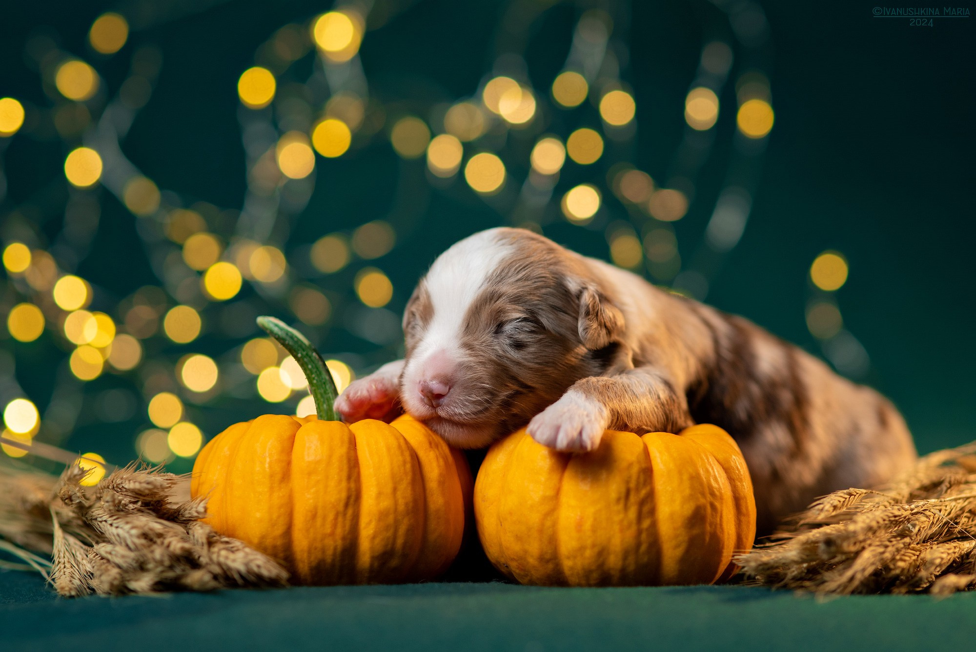 Ньюборн фотосессия щенков. Фотограф собак в Москве и Московской области Иванушкина Мария