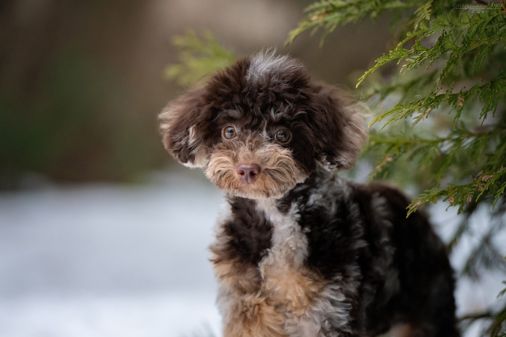 мраморный пудель