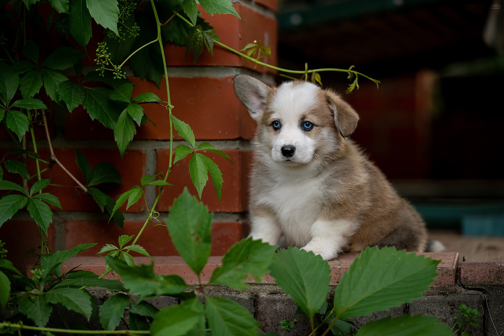 Фотосессия щенков на продажу. Фотограф собак в Москве и Московской области Иванушкина Мария