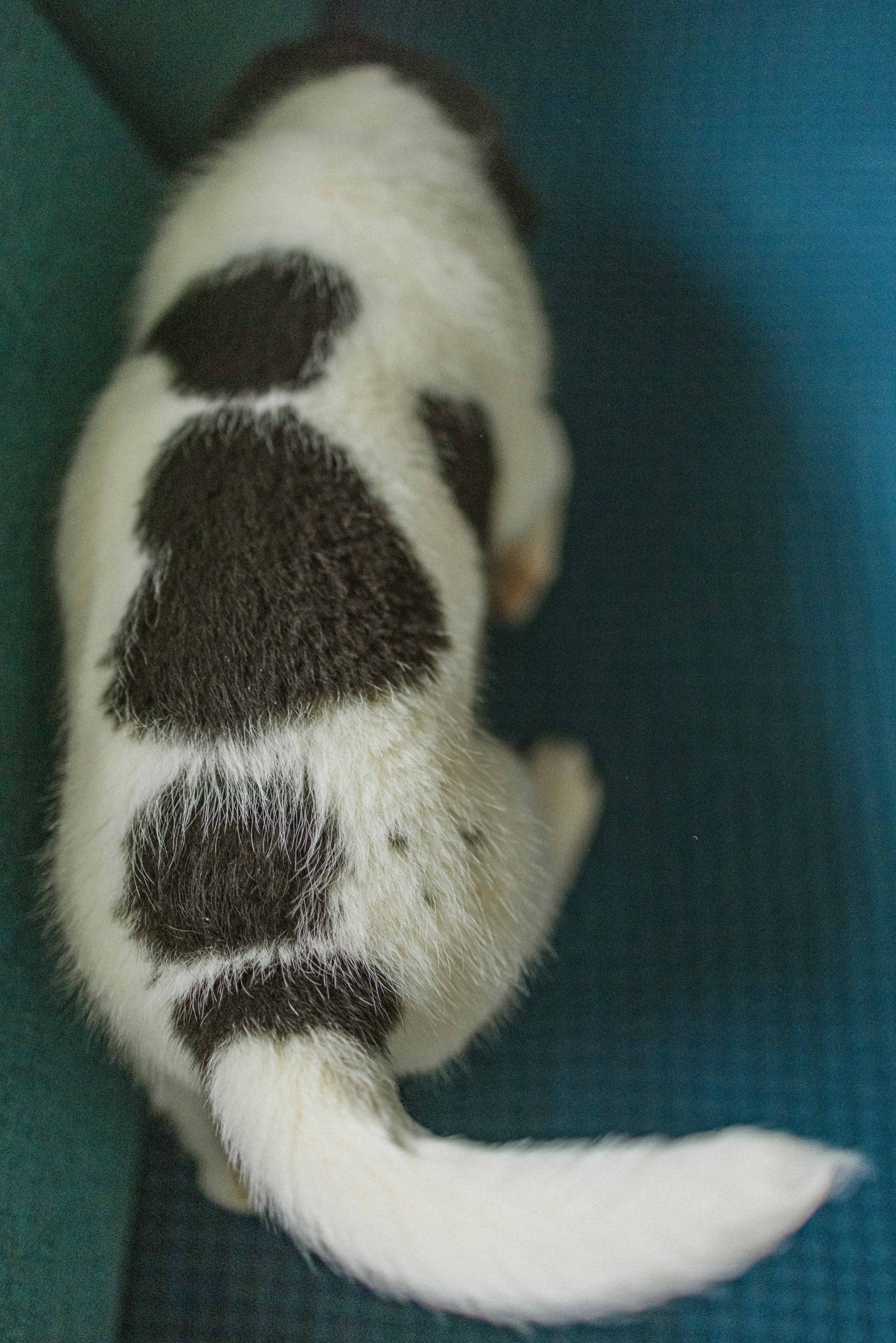 Щеночки. Фотограф-анималист в Москве Лера Черноног