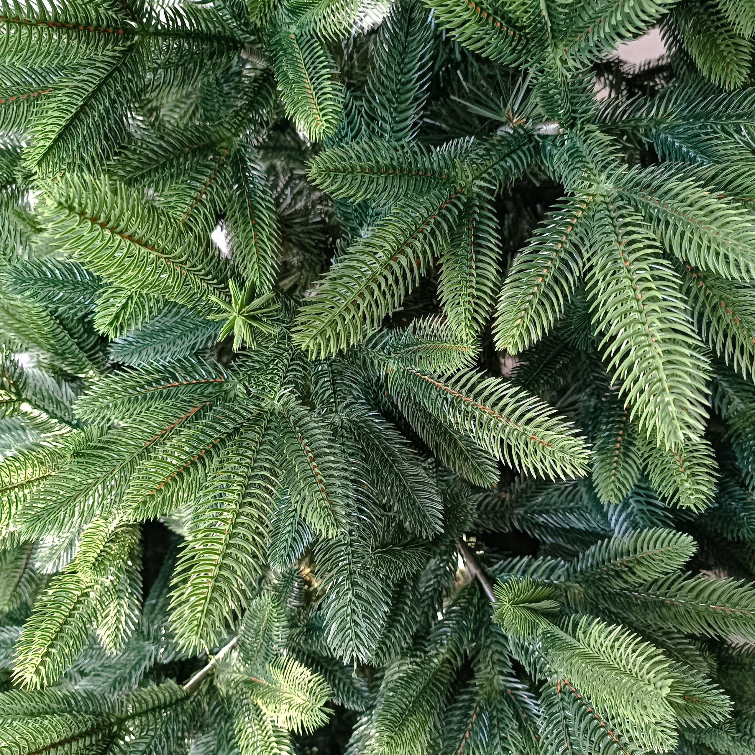 МИРАНДА. Elki_grodno