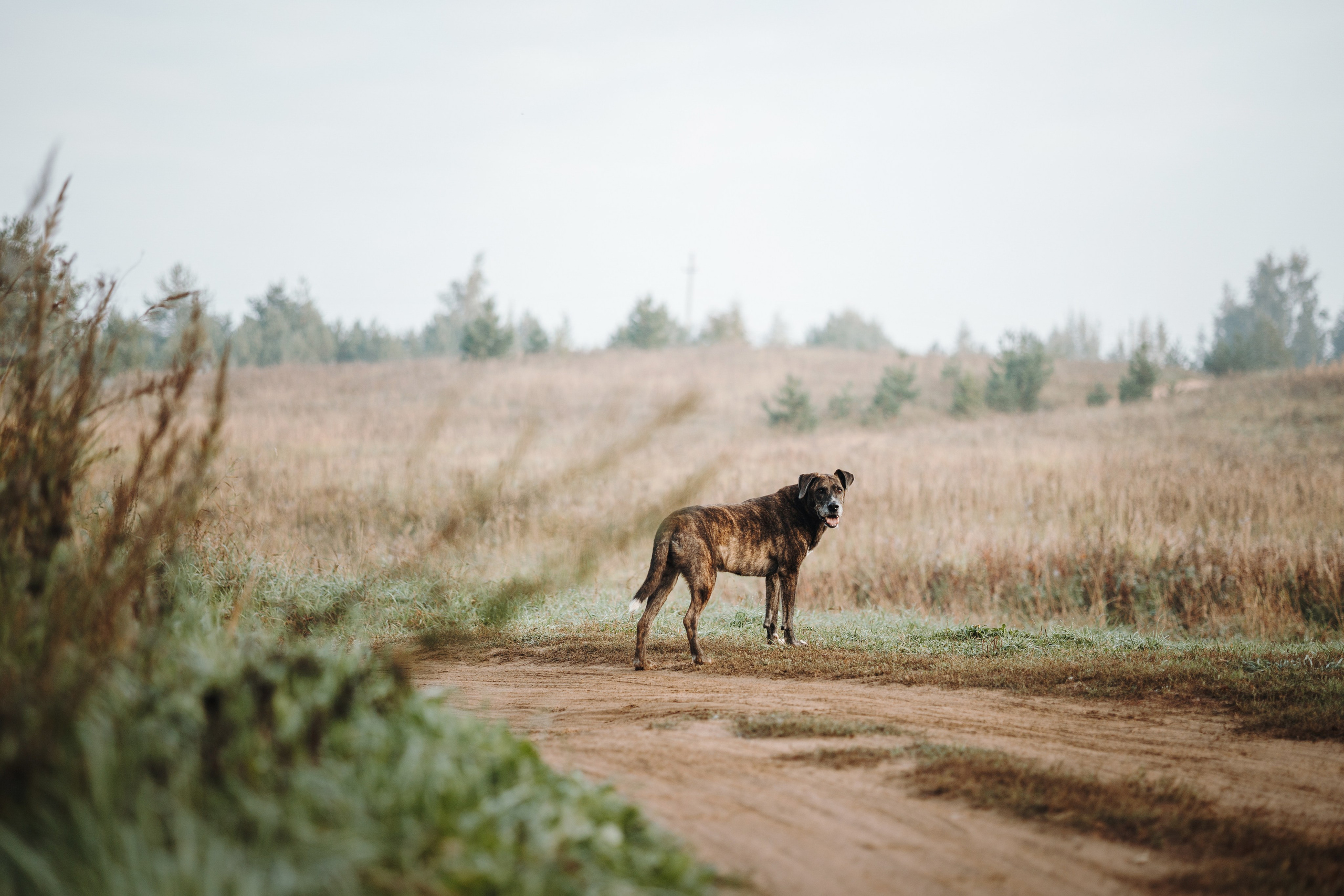 Любовь и ее хвостики. Фотограф — Анималист | Санкт-Петербург