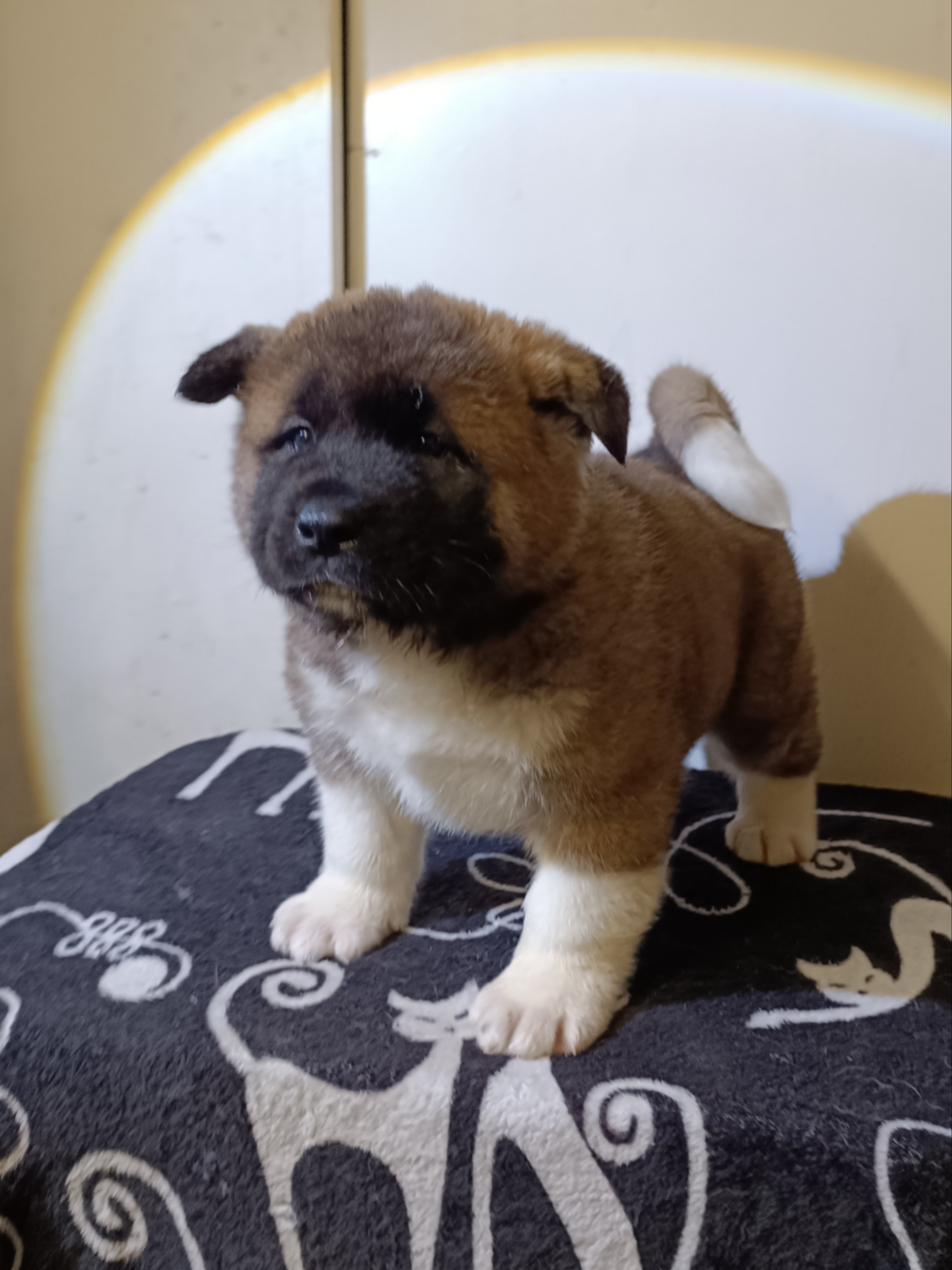 Rubylight Cirrus. Американская акита I Сиба ину I Питомник RUBYLIGHT