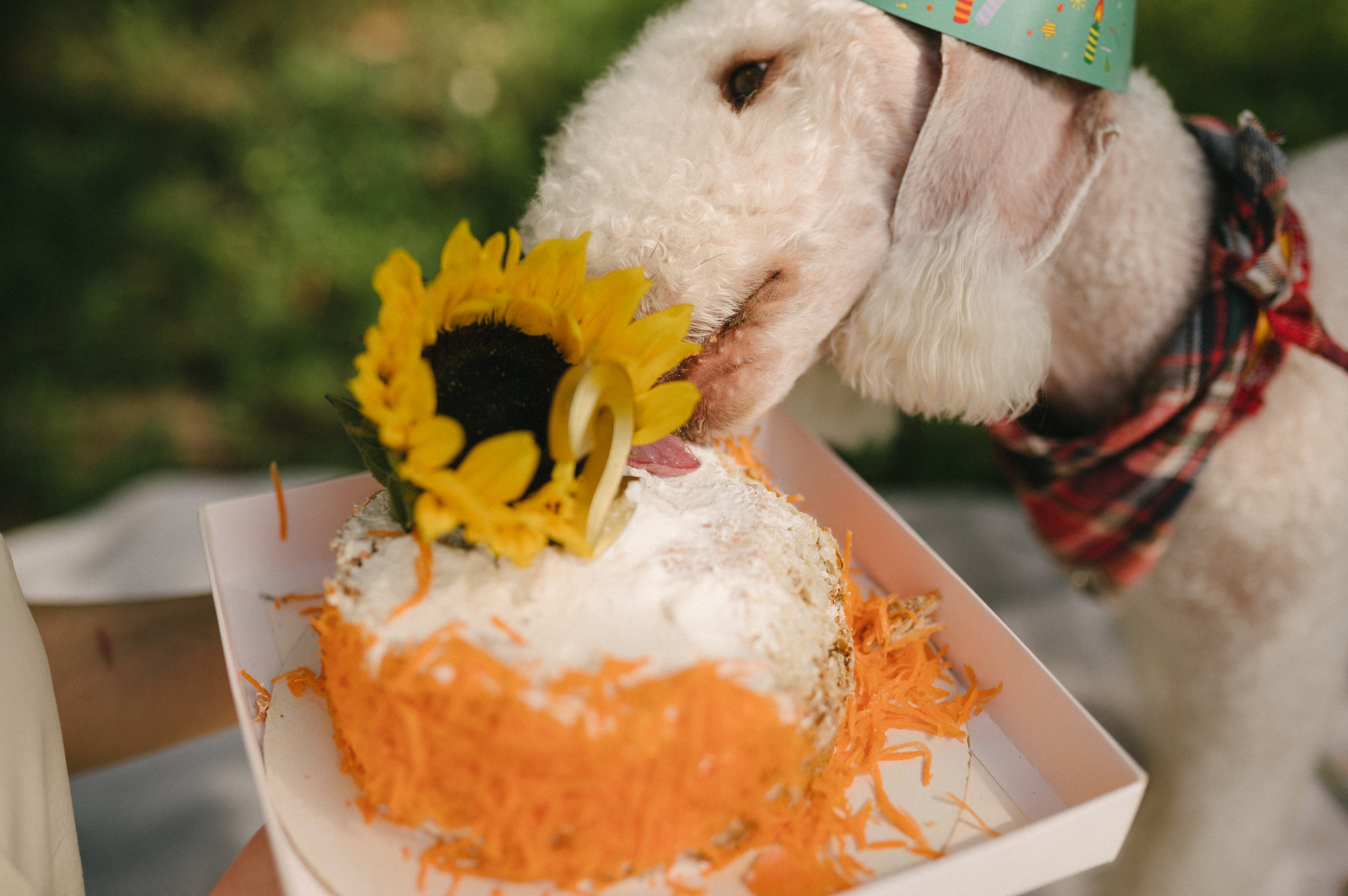 Лиза и Каспер. Фотограф анималист в Москве Ольга Агушева
