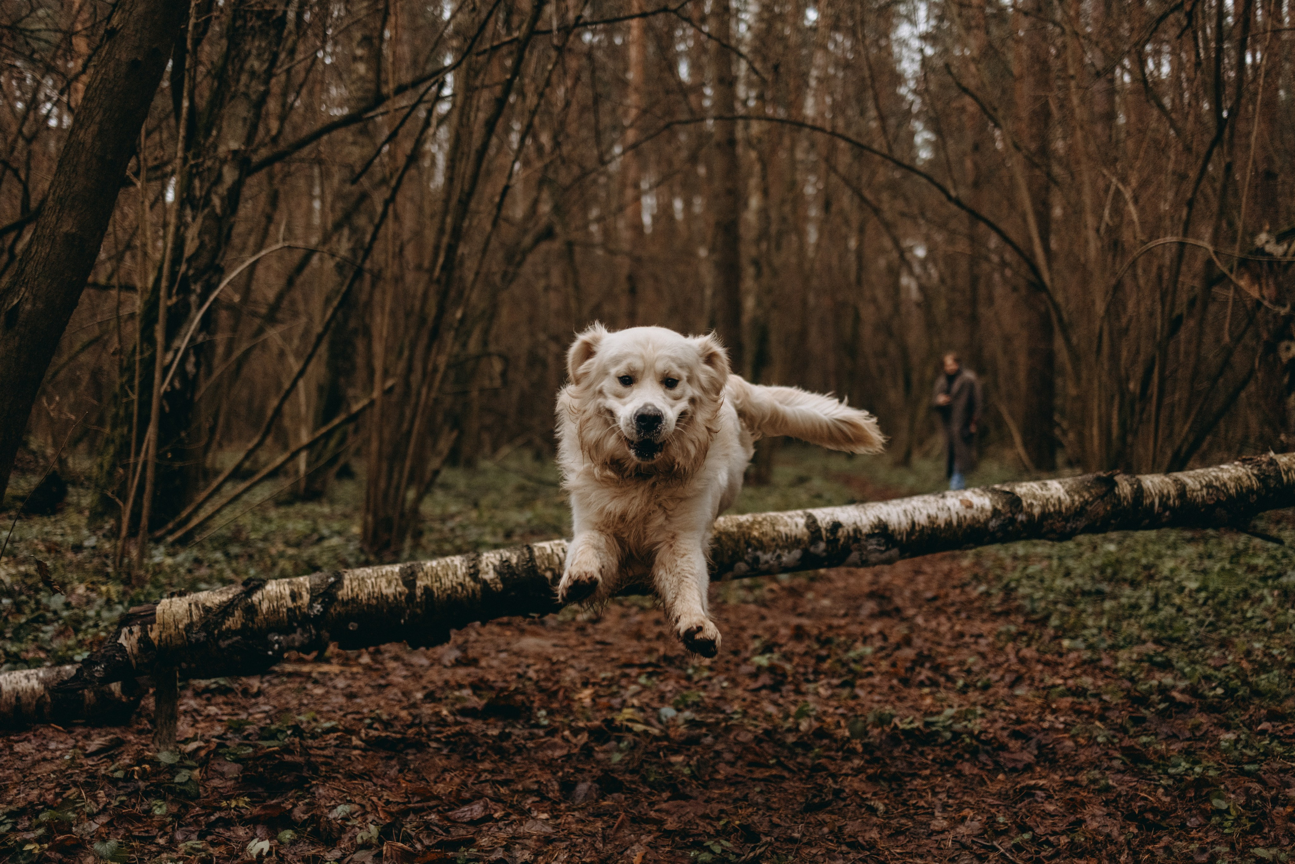 Лаки и его семья. Фотограф — Анималист | Санкт-Петербург