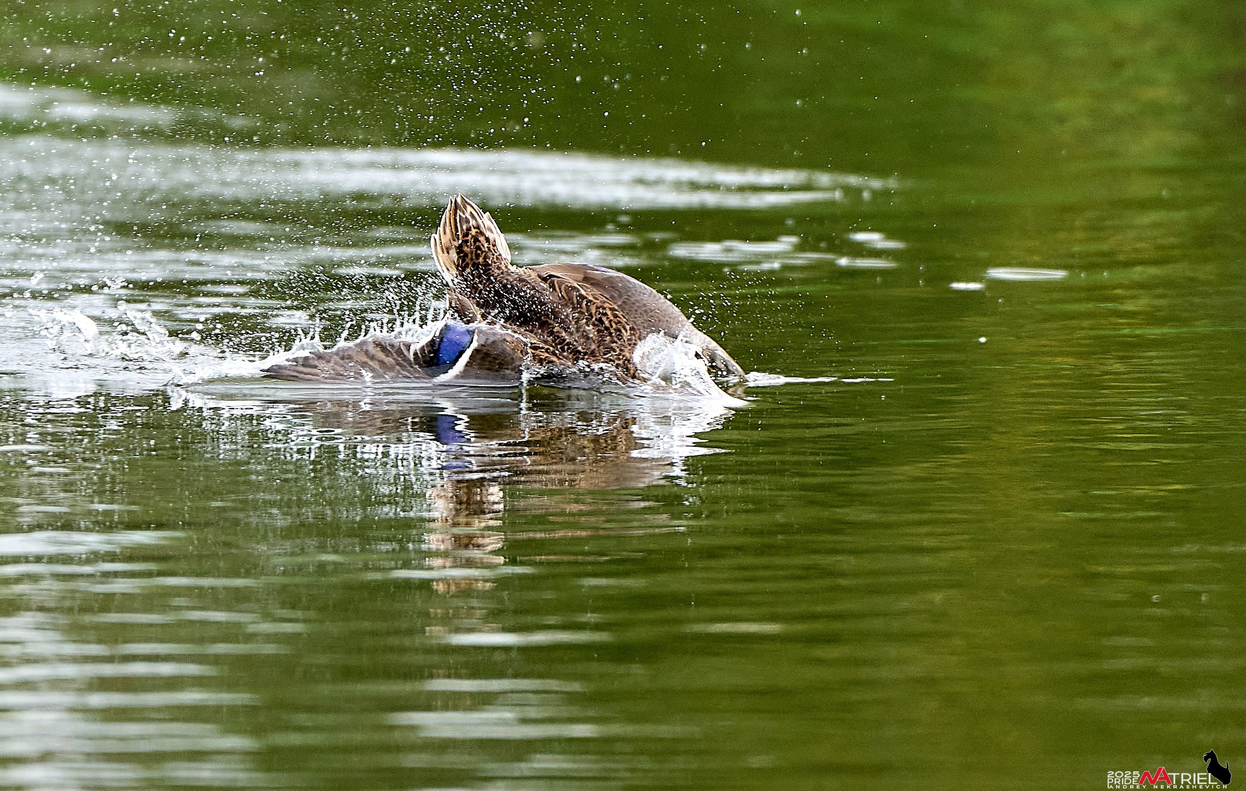Утки на пруду