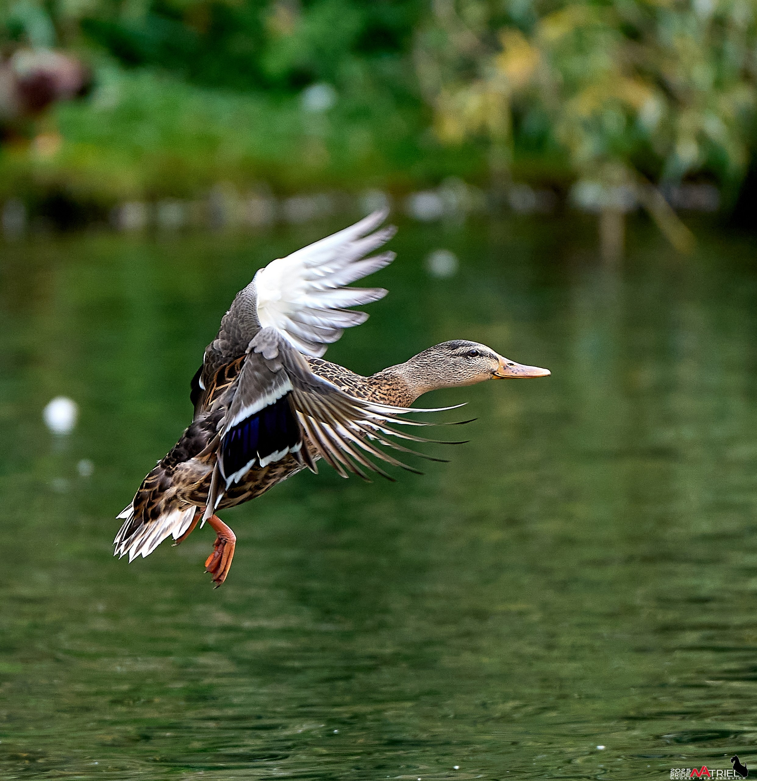 Утки на пруду