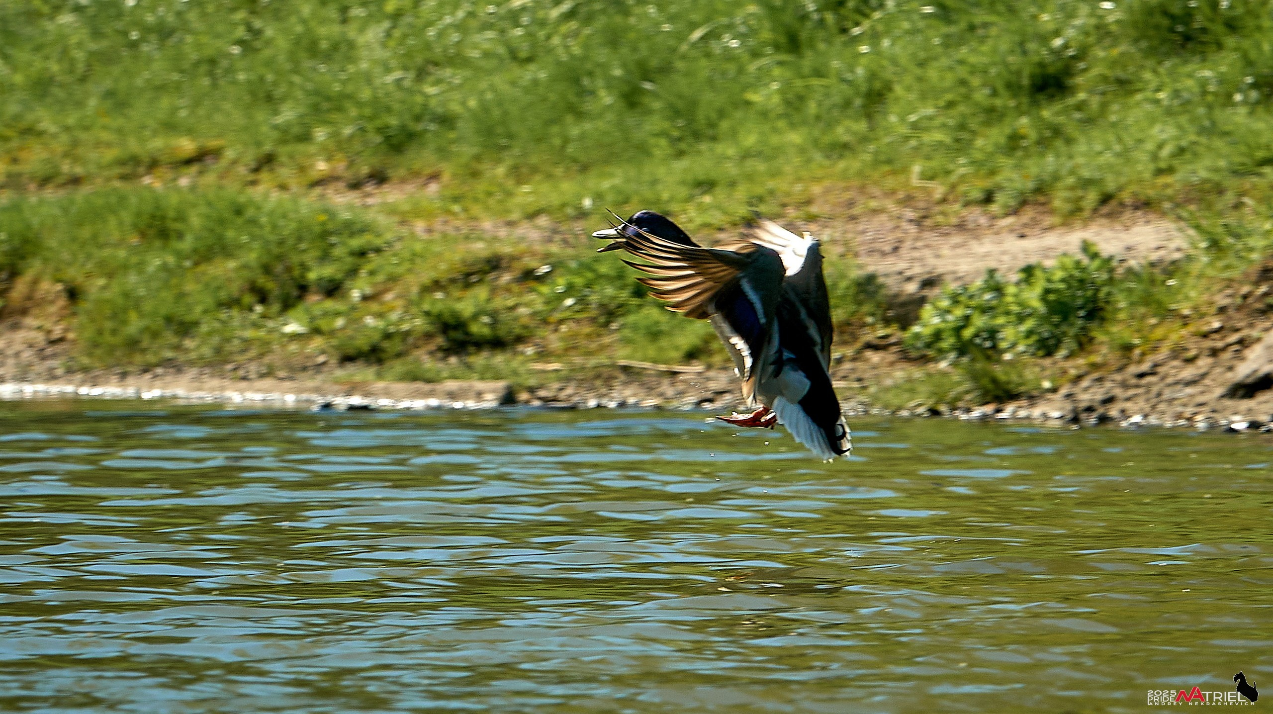 Птички и цветочки
