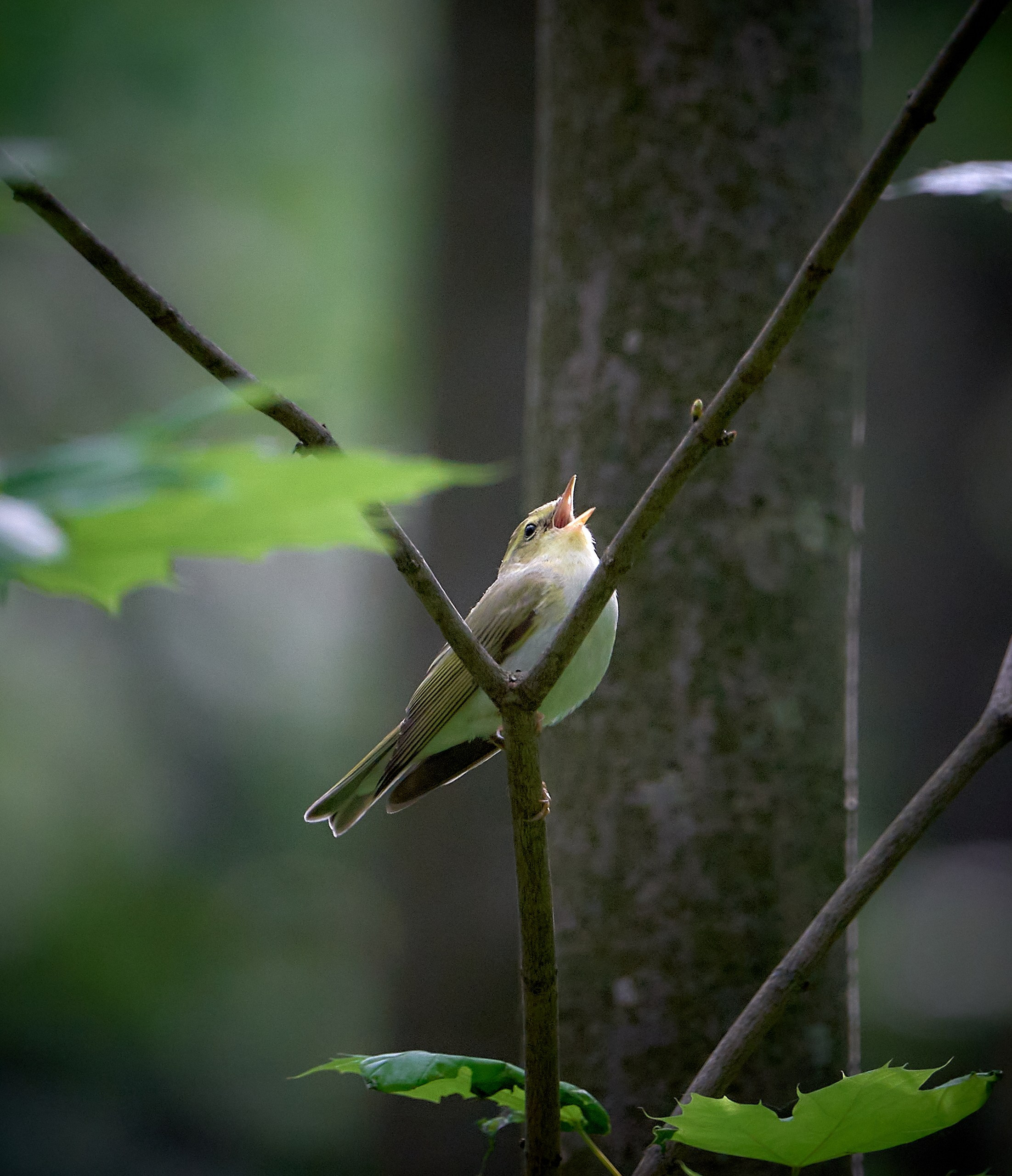 Фото птиц — галерея NATRIEL