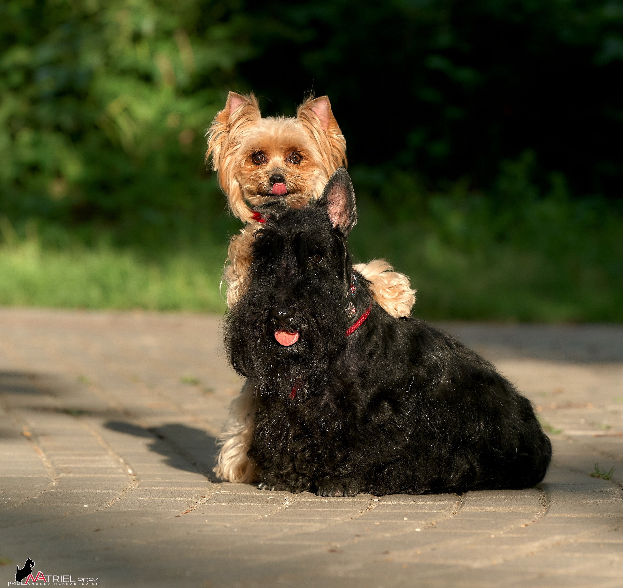 Фотопрогулка с собаками Бася и Циля