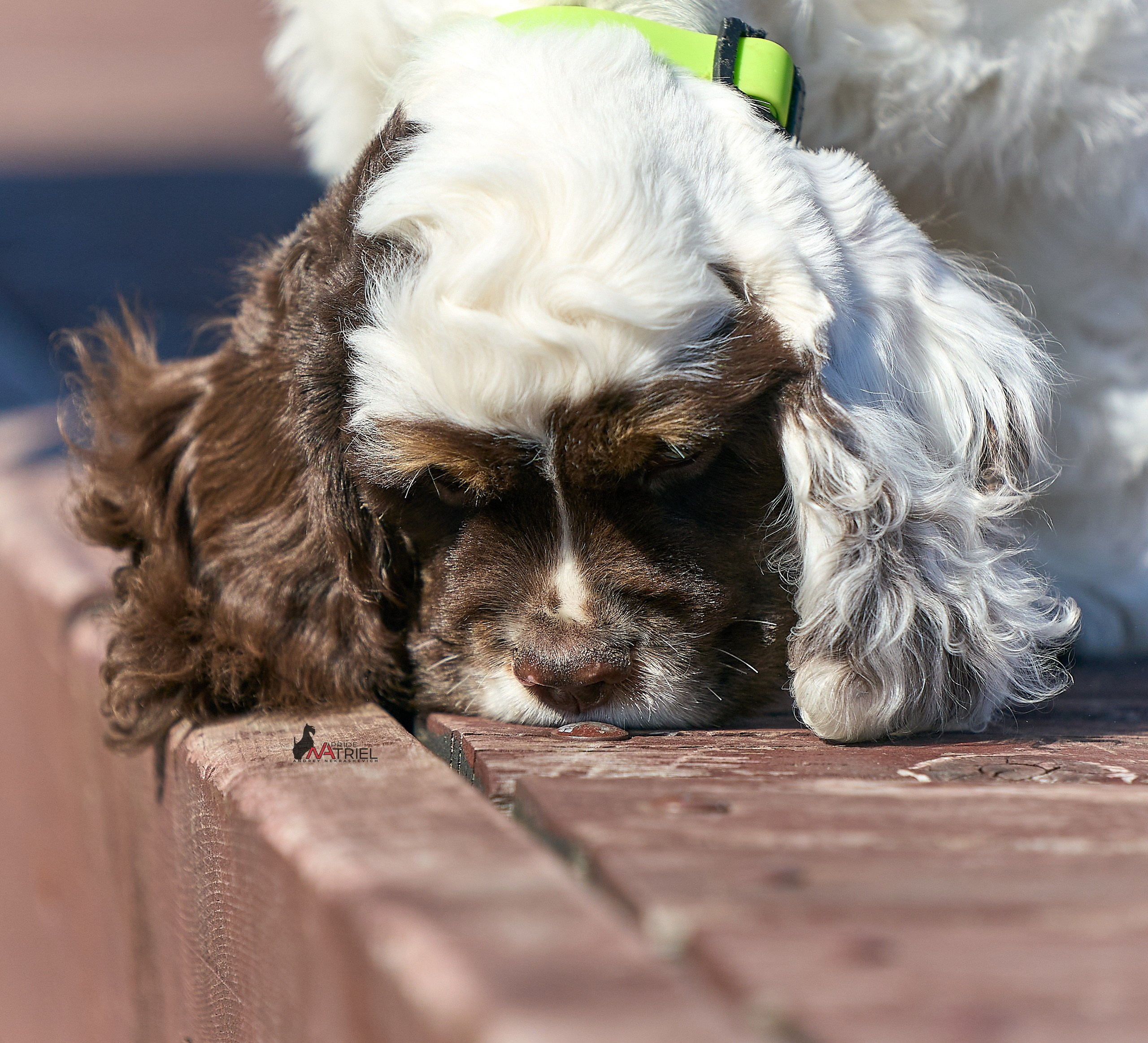 Прогулка со щенком