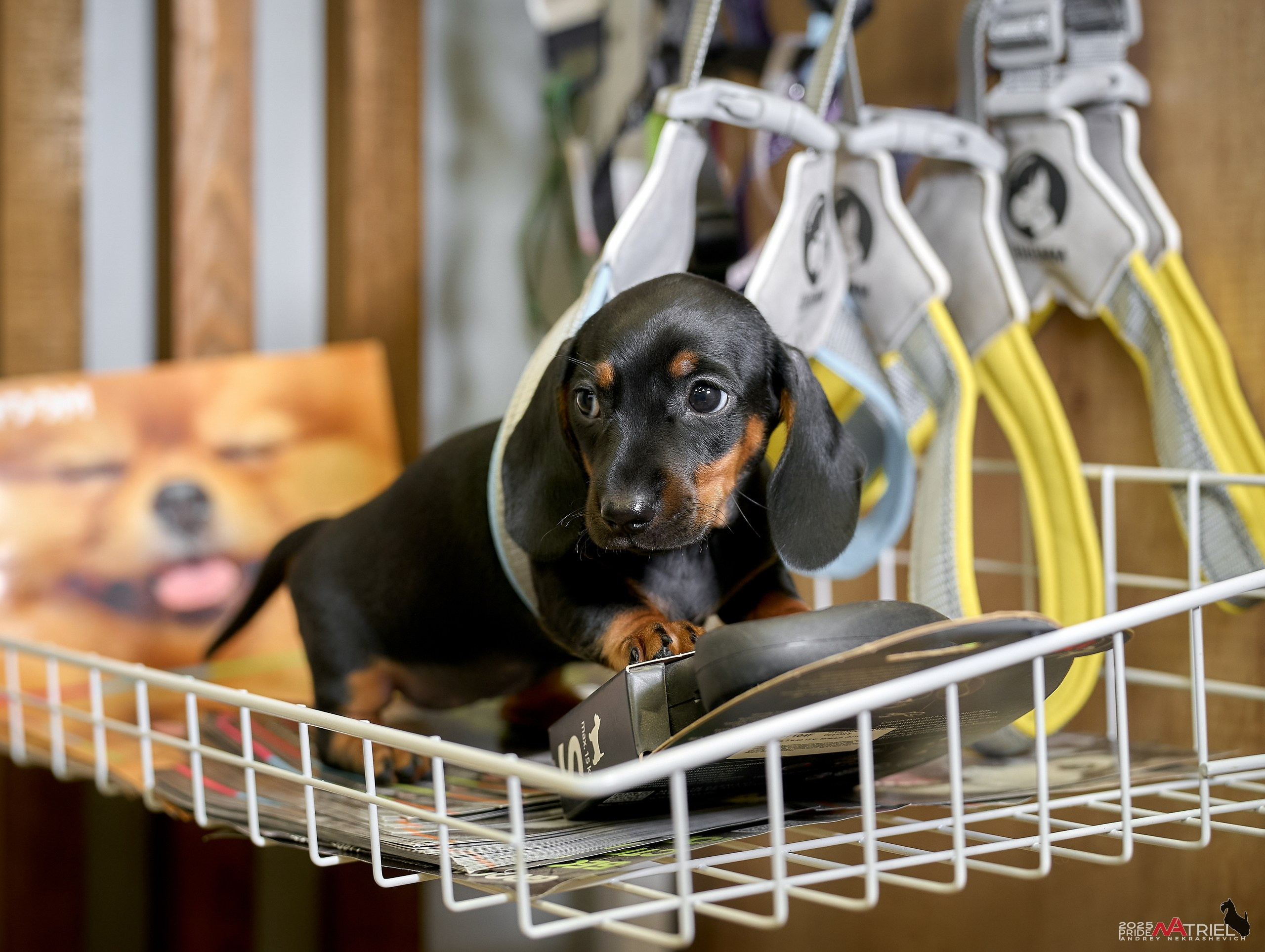 Съемка щенков таксы с мобильным светом