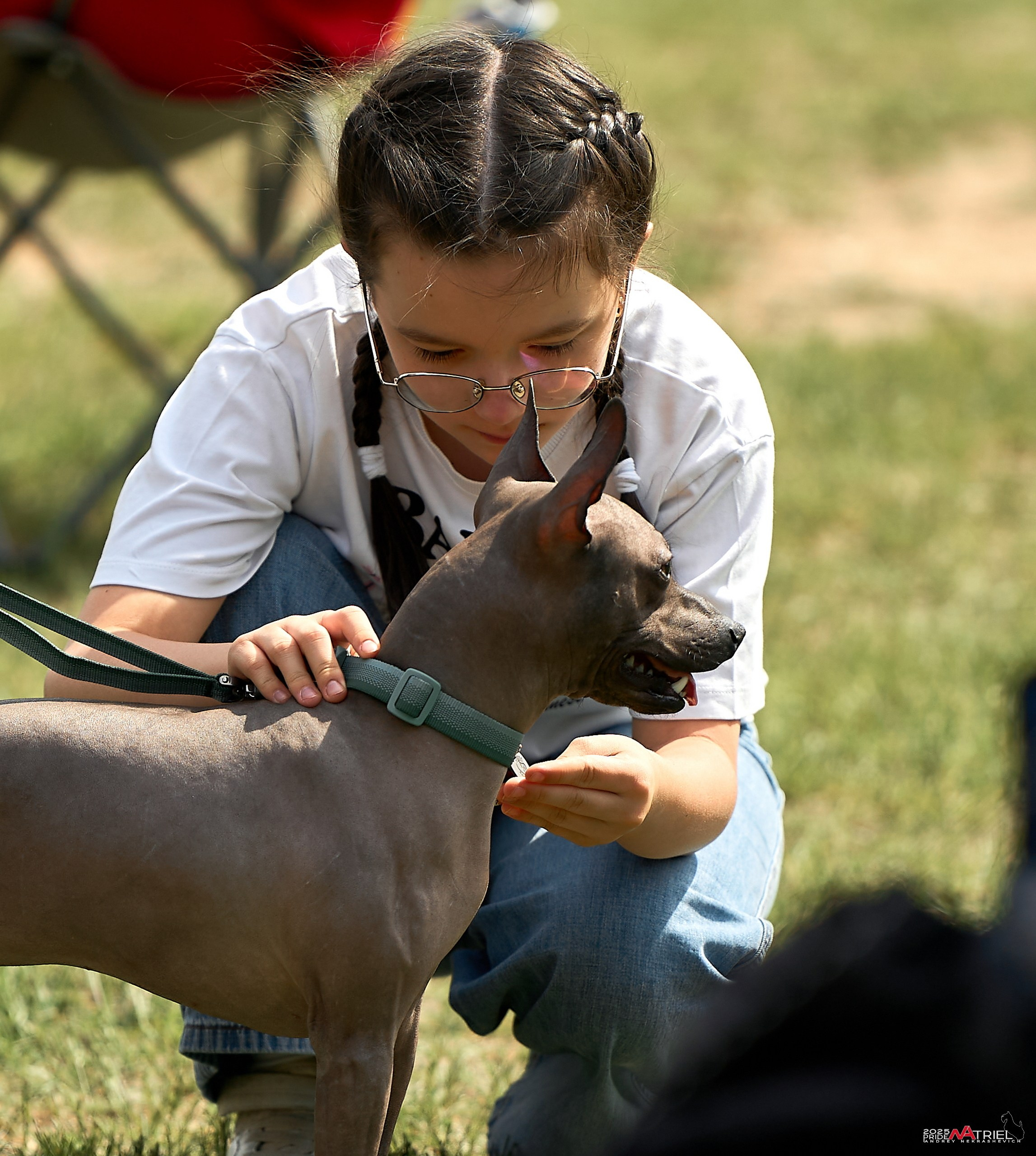Выставка собак Суздаль-Владимир