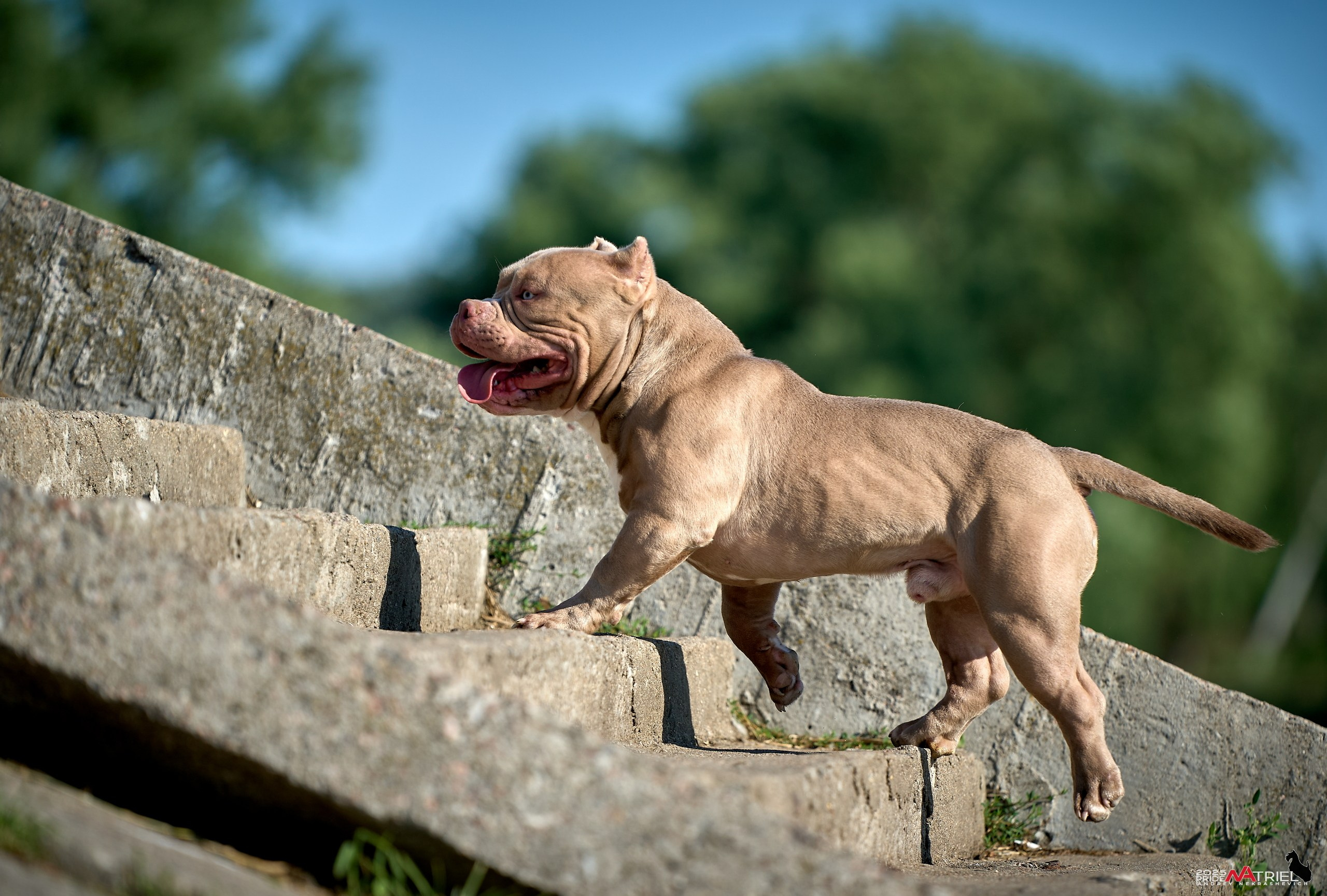 Съемка собак породы булли на природе