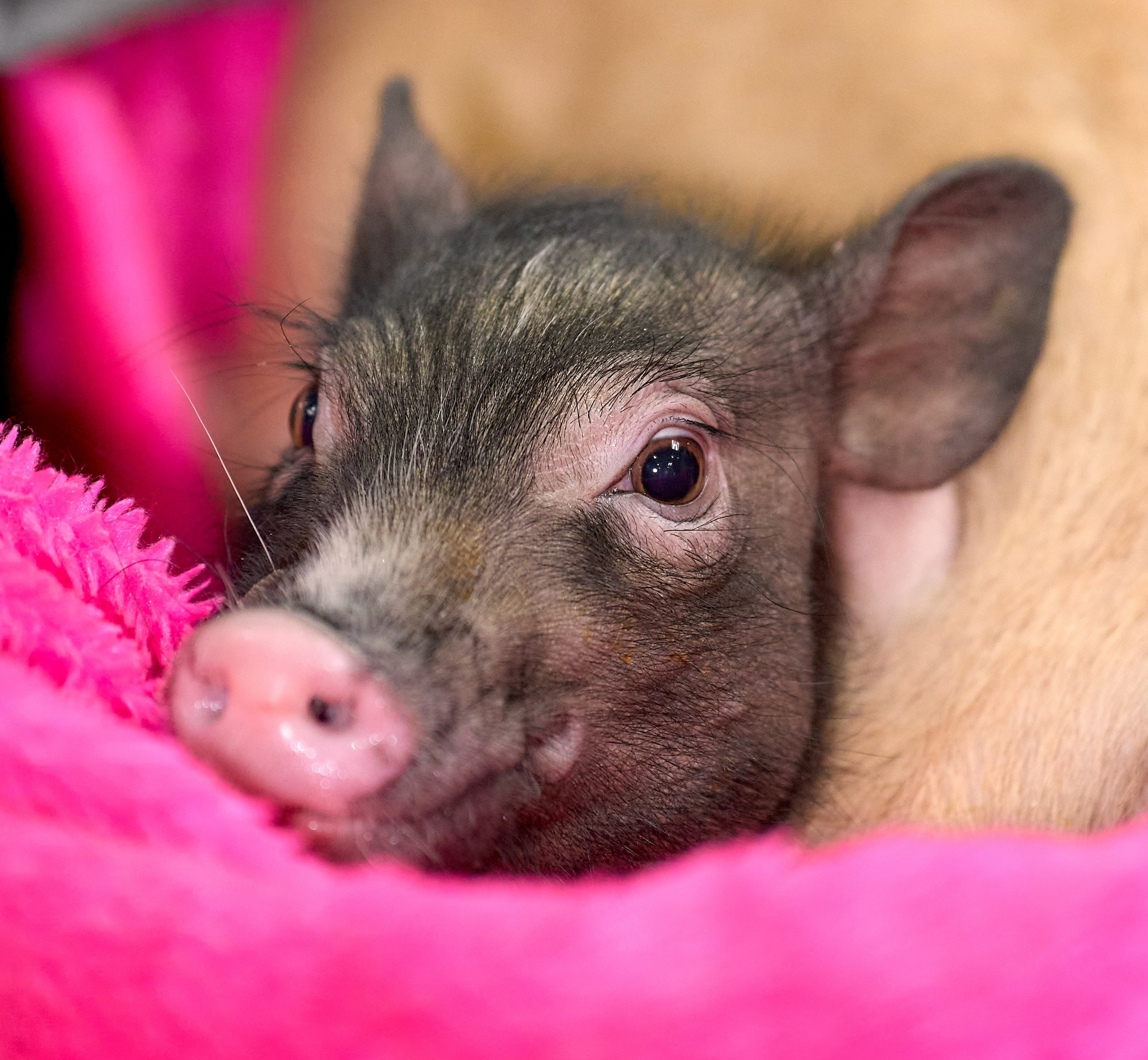 Животные — галерея NATRIEL