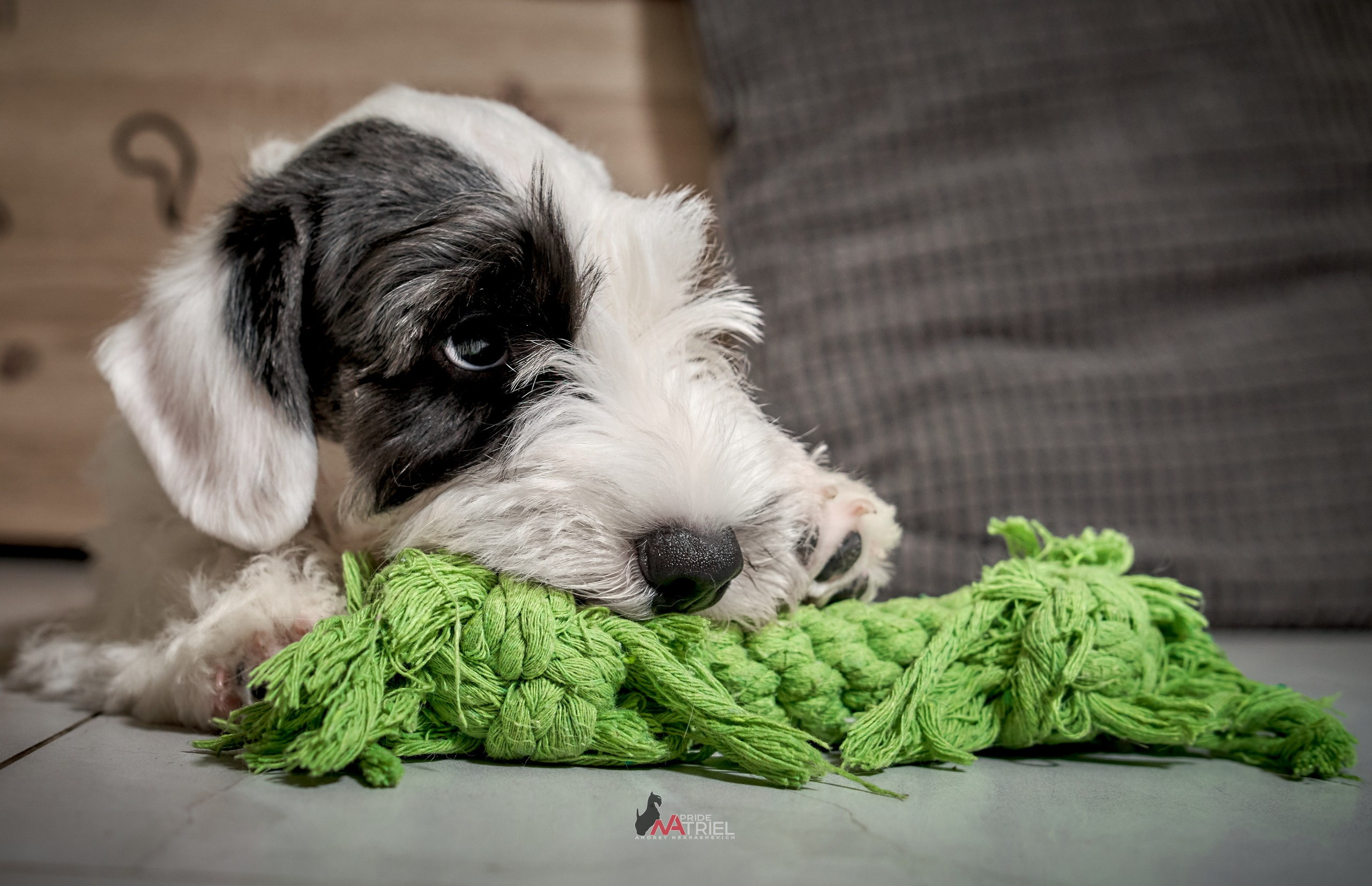 Щенки дома — галерея NATRIEL