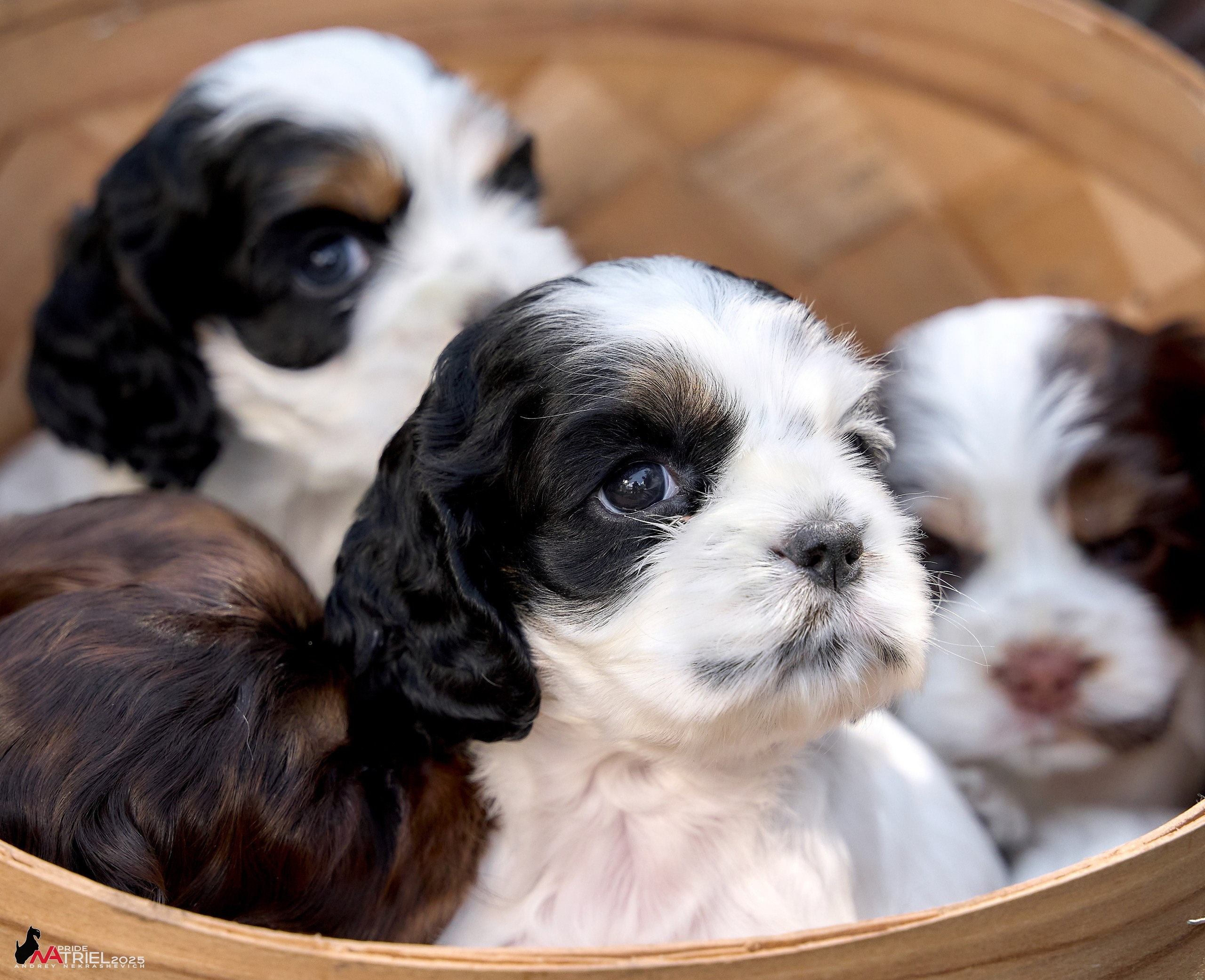 Щенки АмКокеров