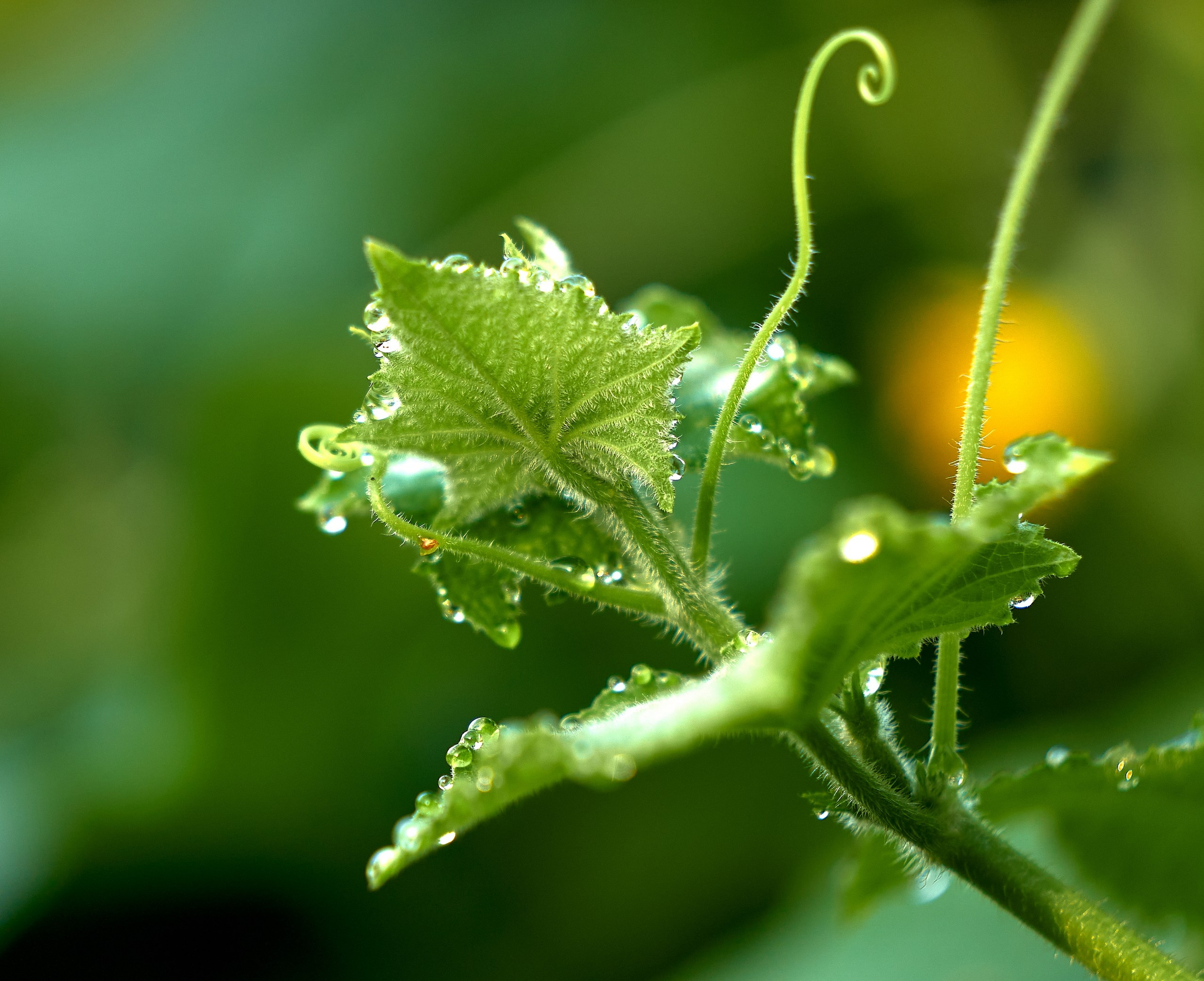 Лютики-цветочки — галерея NATRIEL