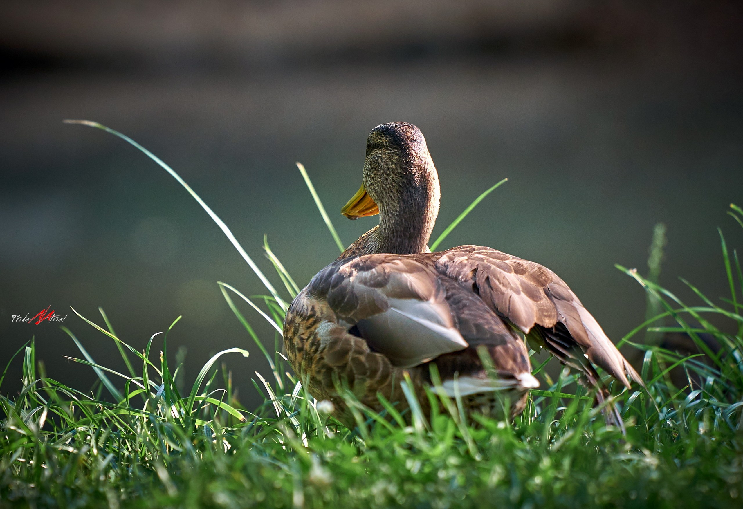 Фото птиц — галерея NATRIEL