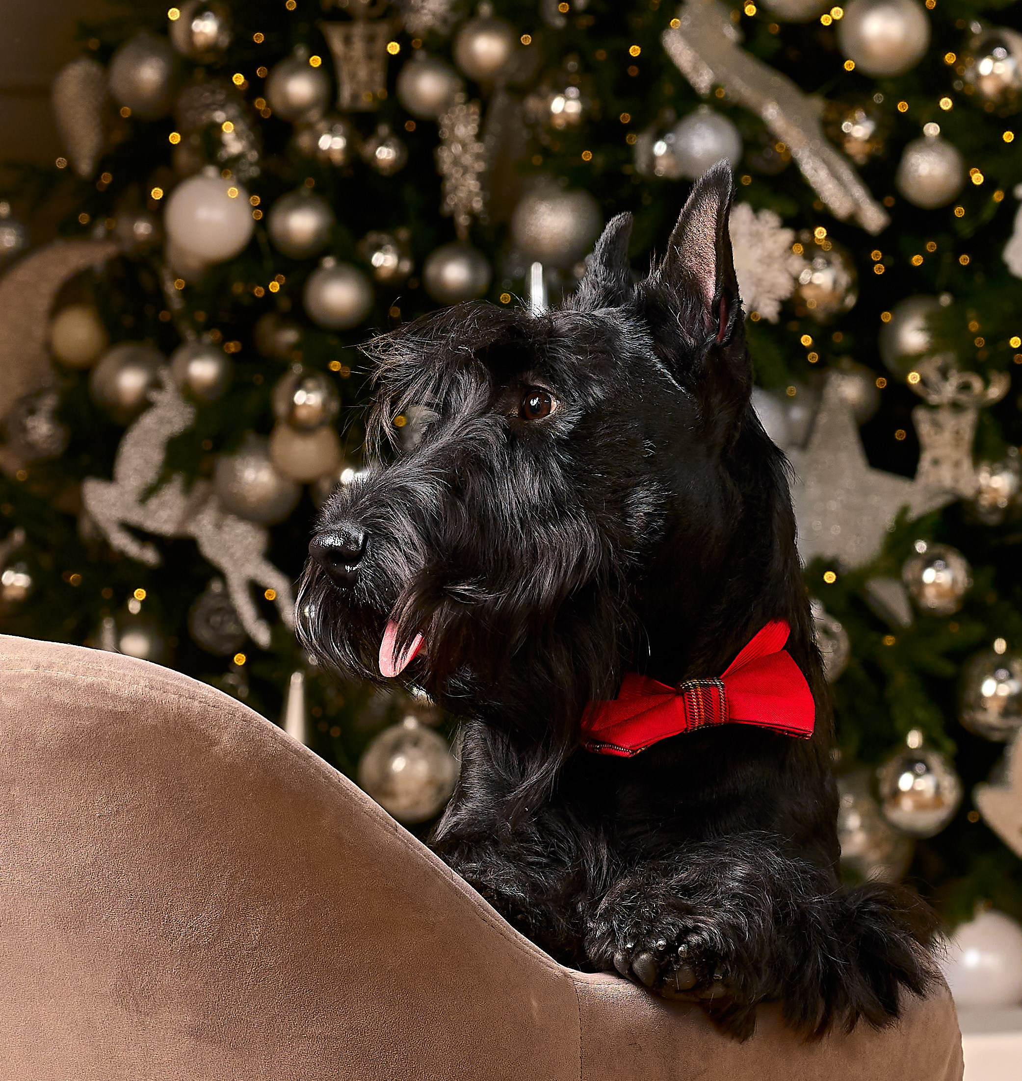 Съемка в студии со скотч-терьерами