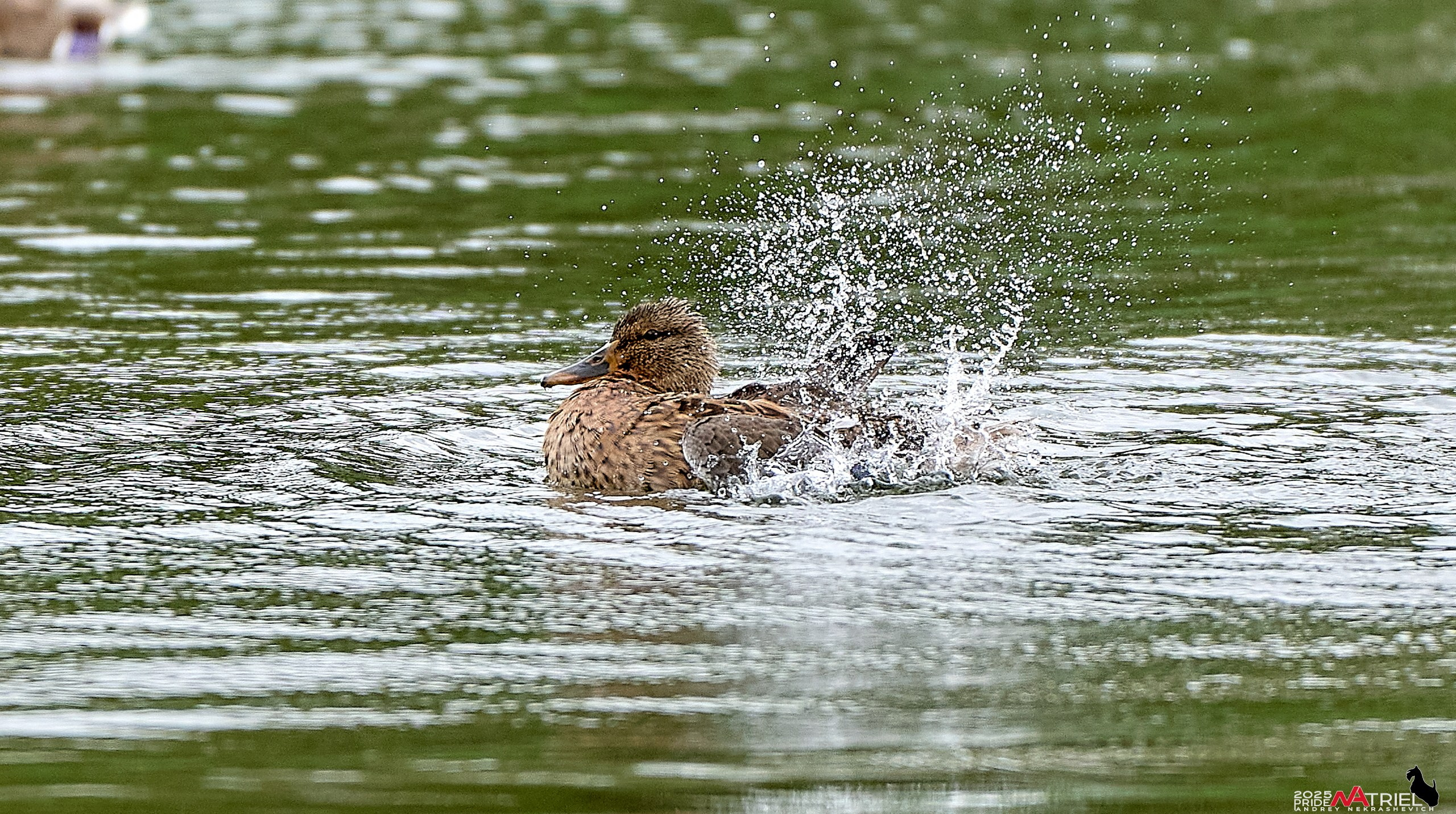 Утки на пруду