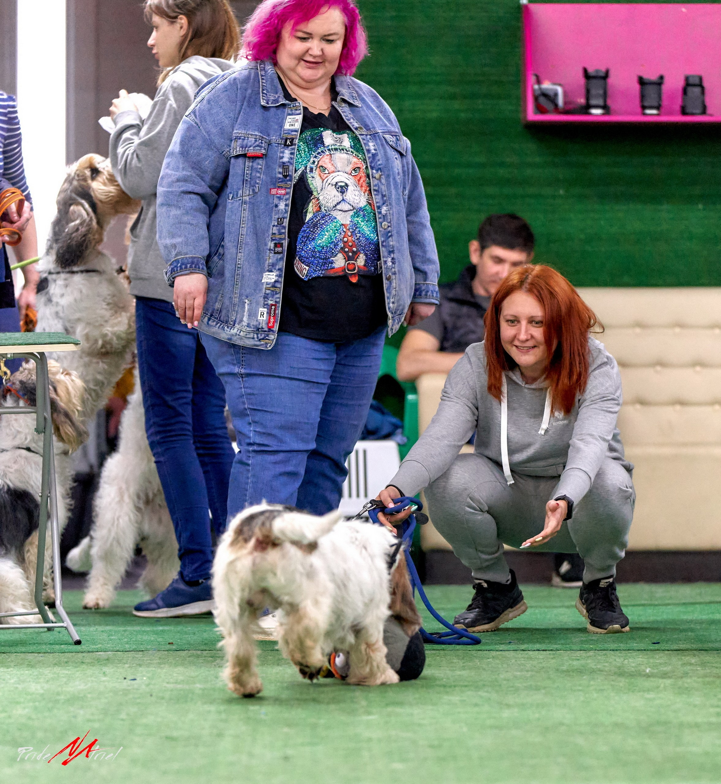 Мероприятия с собаками — галерея NATRIEL