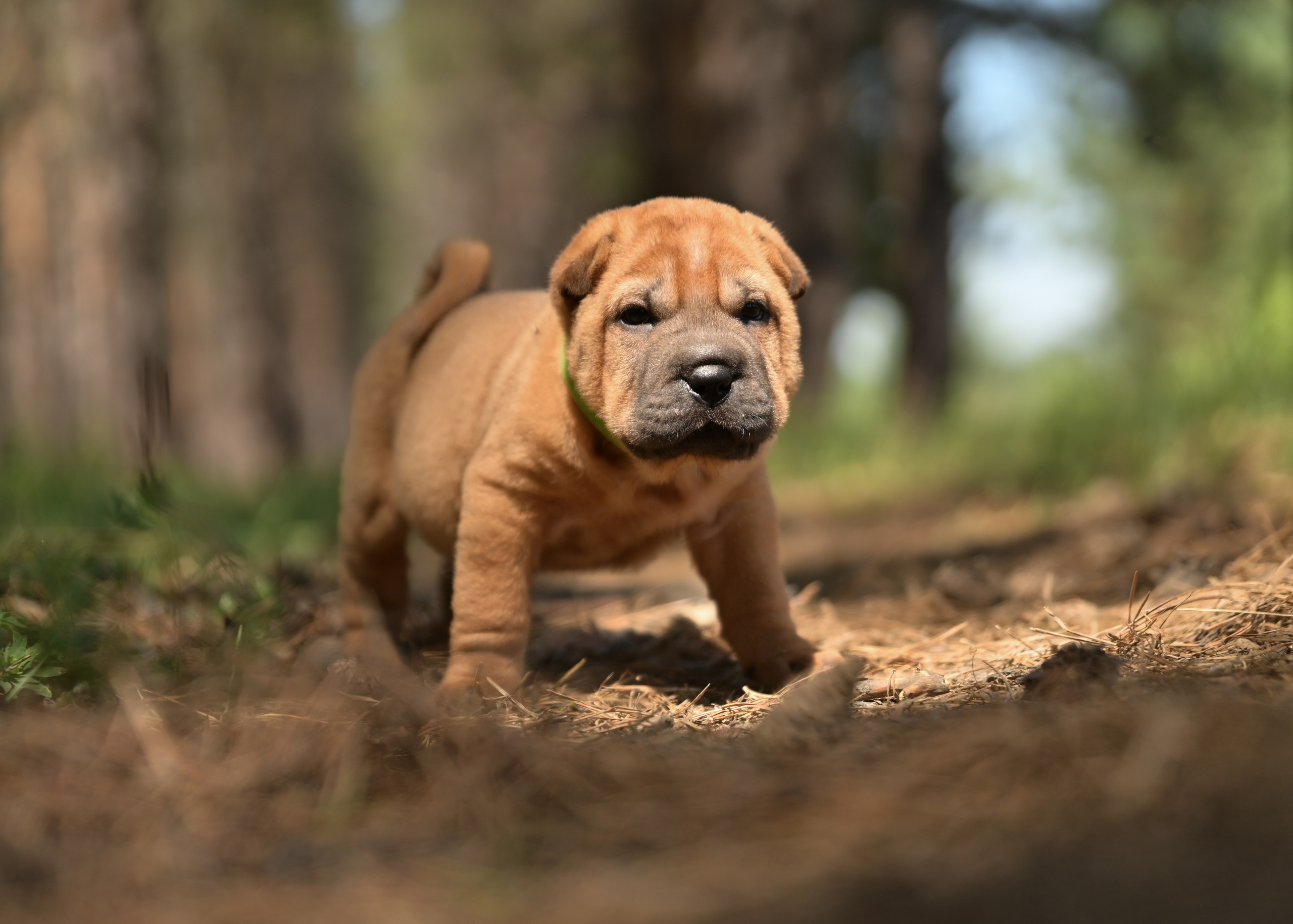 Свободные щенки Шар Пей в Иркутске. Питомник собак Иркутск
