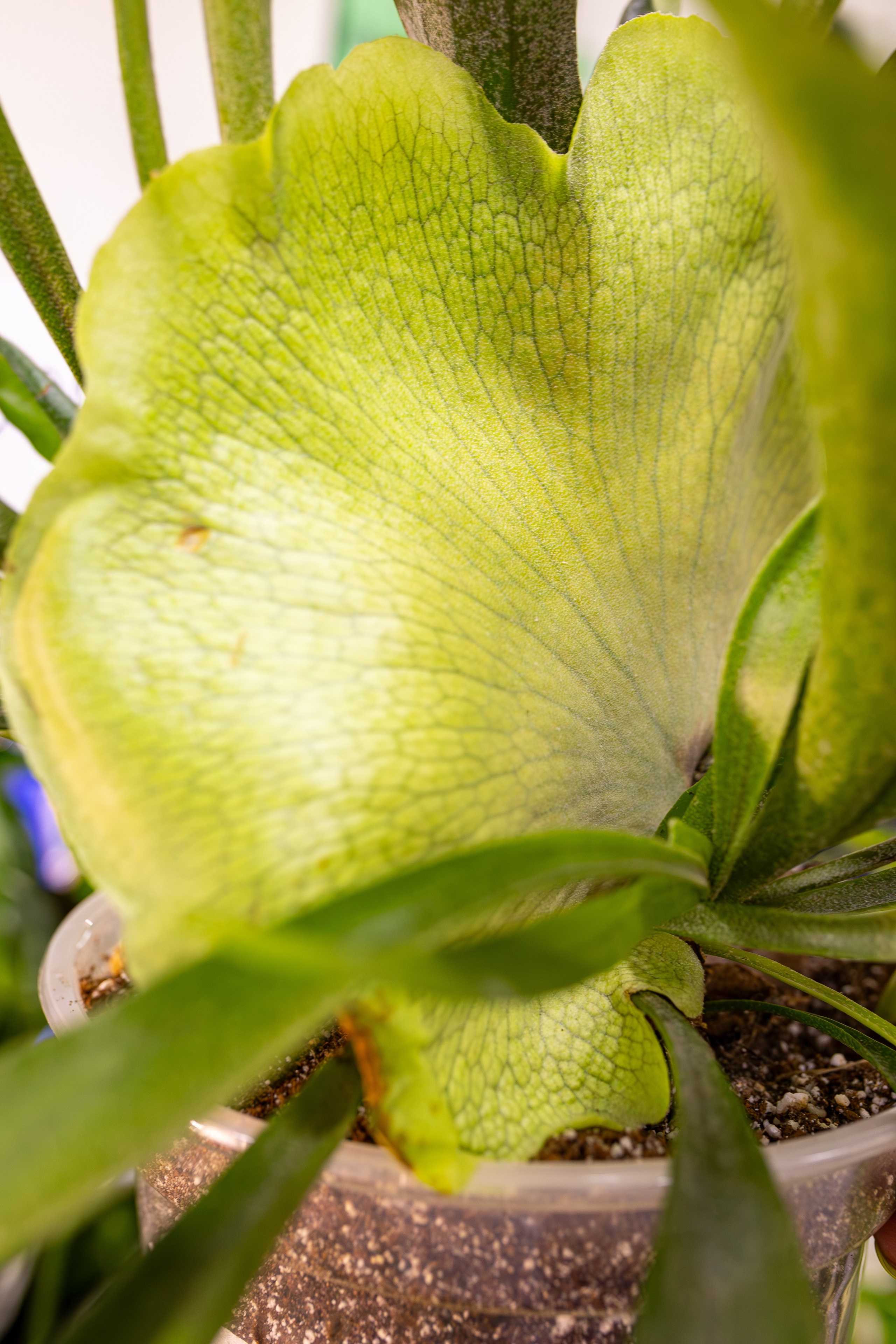 Монстериум 11–12 октября. Александра Куликова фотограф, Москва