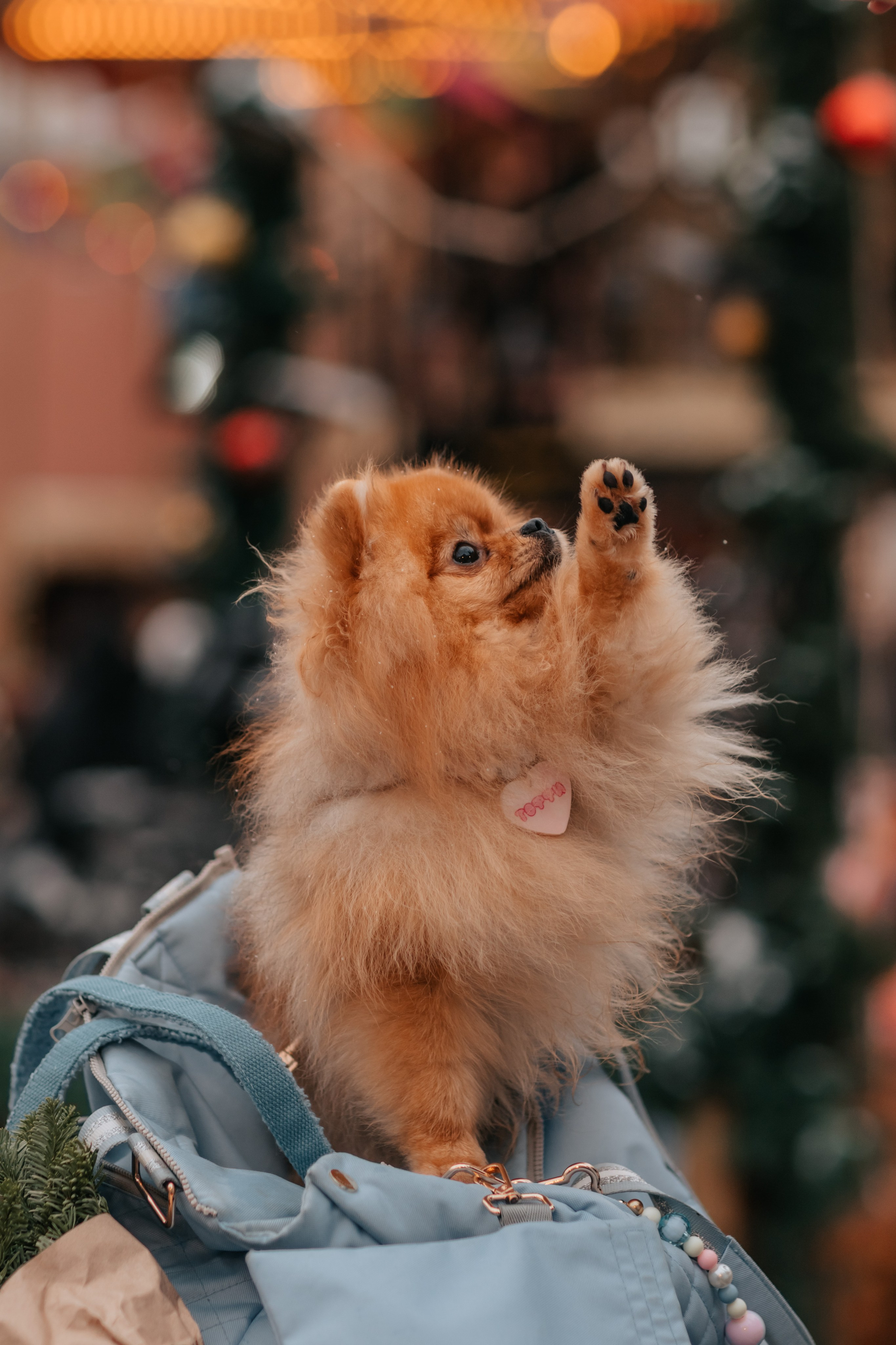 Тоффи и семья на новогодней ярмарке. Семейный фотограф анималист Мария Крючкова