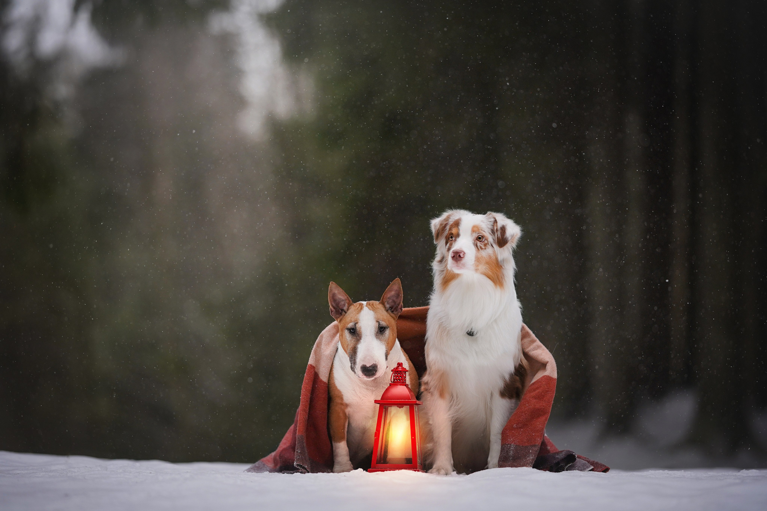Юни и Панда. Фотограф-анималист в Санкт-Петербурге Яна Мартынова