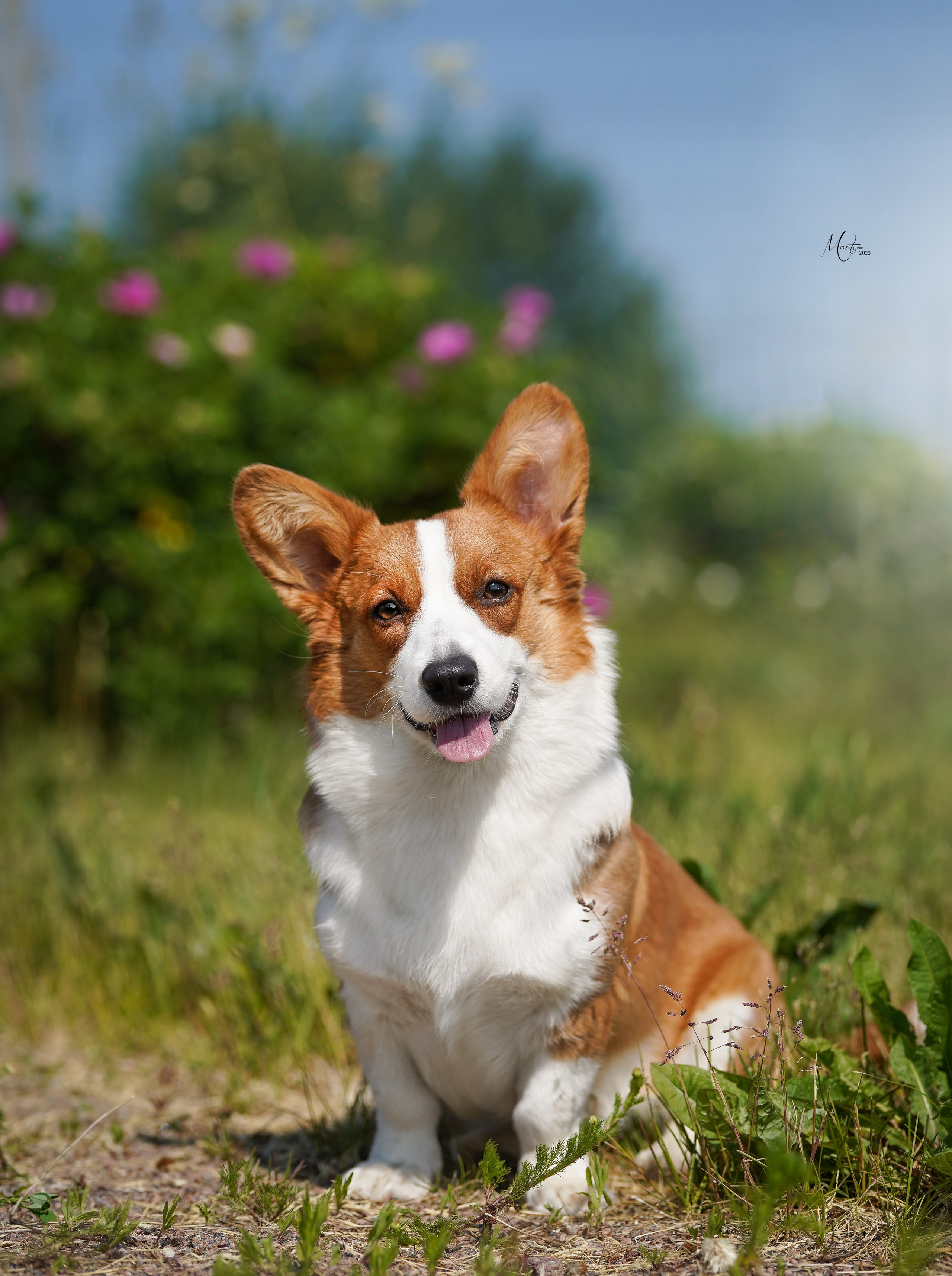 Выставки 2023. Фотограф-анималист в Санкт-Петербурге Яна Мартынова