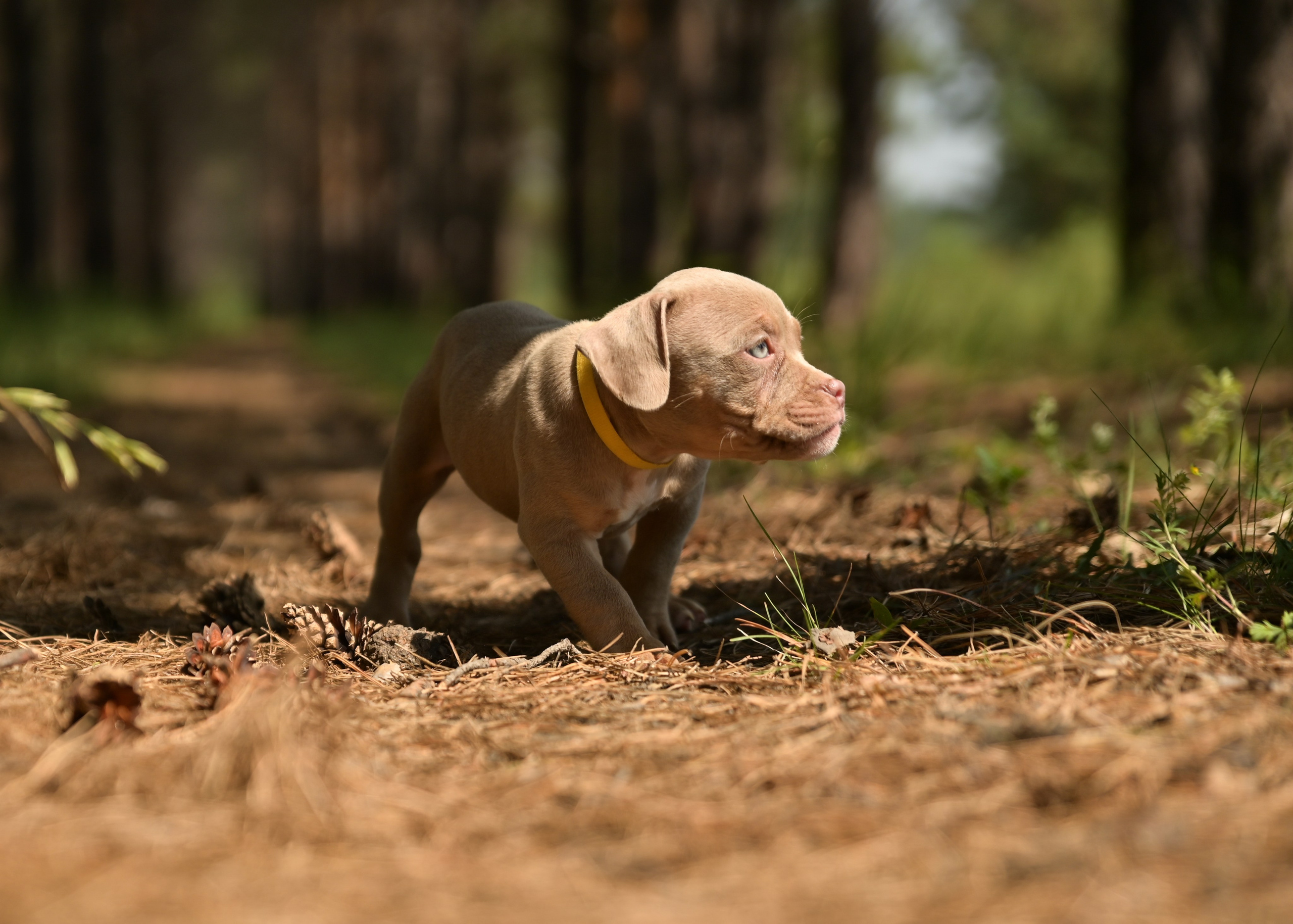 Свободные щенки Американский Булли в Иркутске. Питомник собак Иркутск