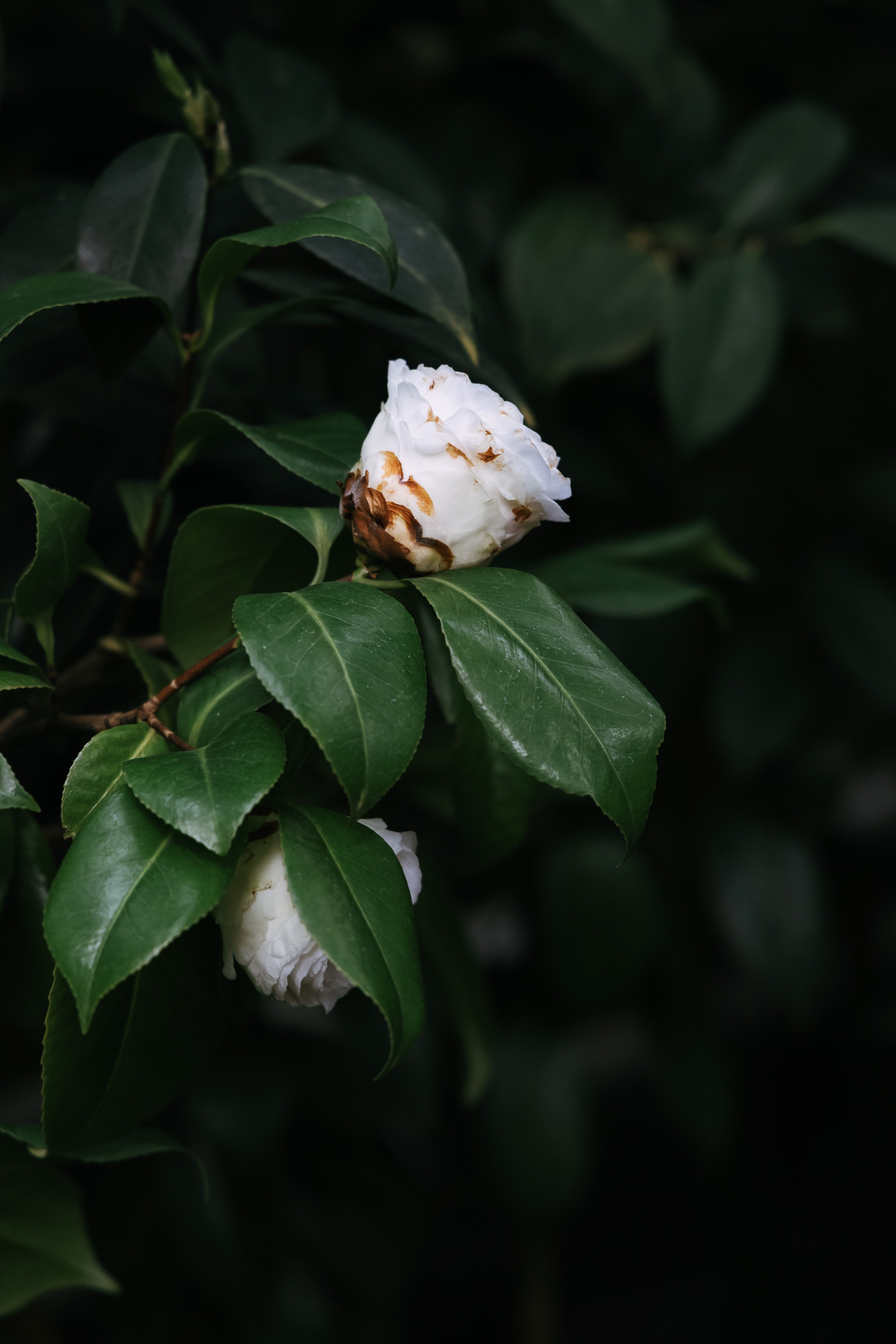 Платные и бесплатные фотографии цветов в высоком разрешении