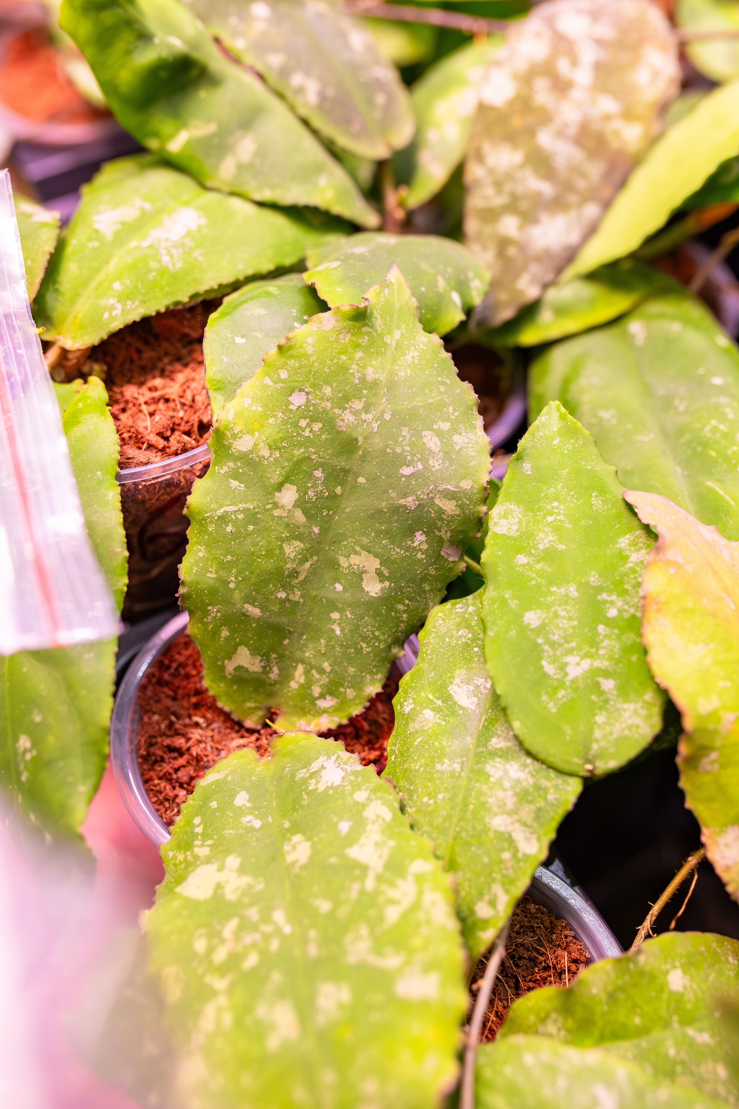 Орхидиум сентябрь 2025. Александра Куликова фотограф, Москва