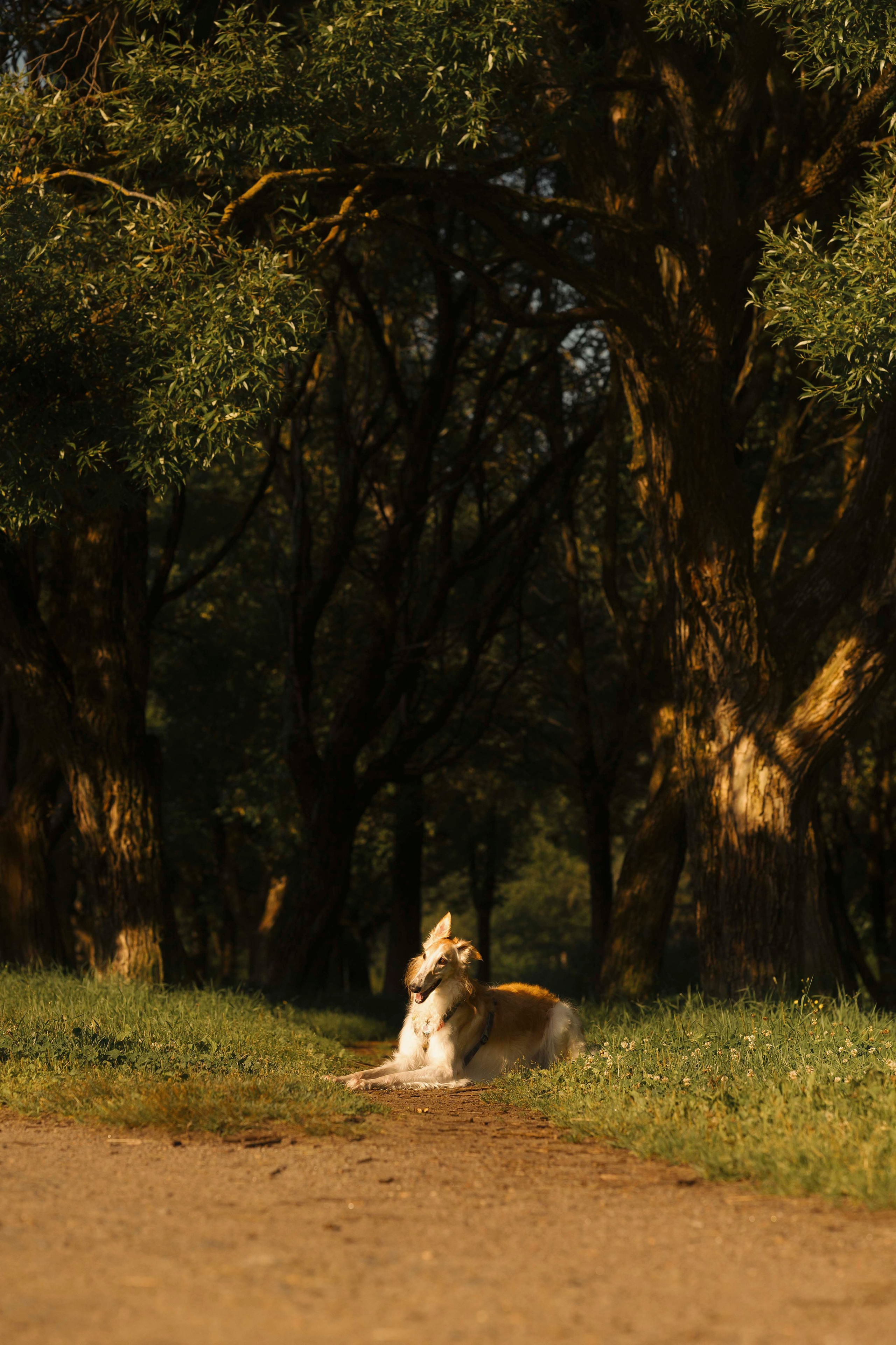 Тайга. Фотограф- анималист Александра Матвеева