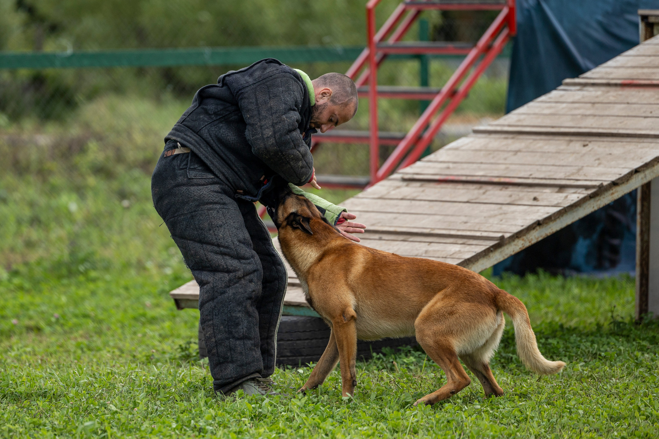 Соревнования по Мондьорингу г. Вологда 10-11.08.2024. Фотограф-анималист Анна Маринич