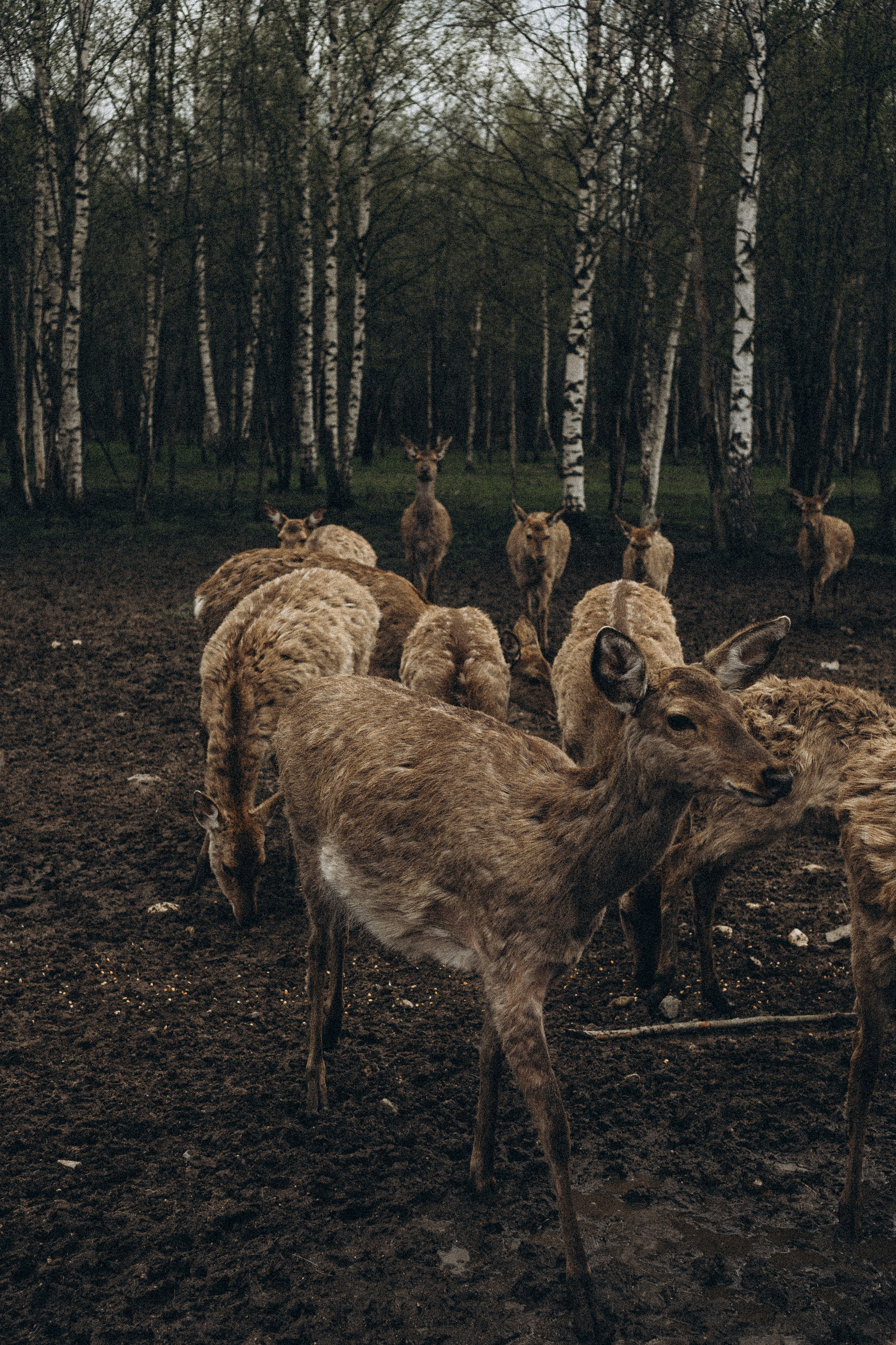 ОЛЕНЬЯ ФЕРМА В ТВЕРИ. Профессиональный фотограф, Санкт-Петербург — Виктория Богомолова