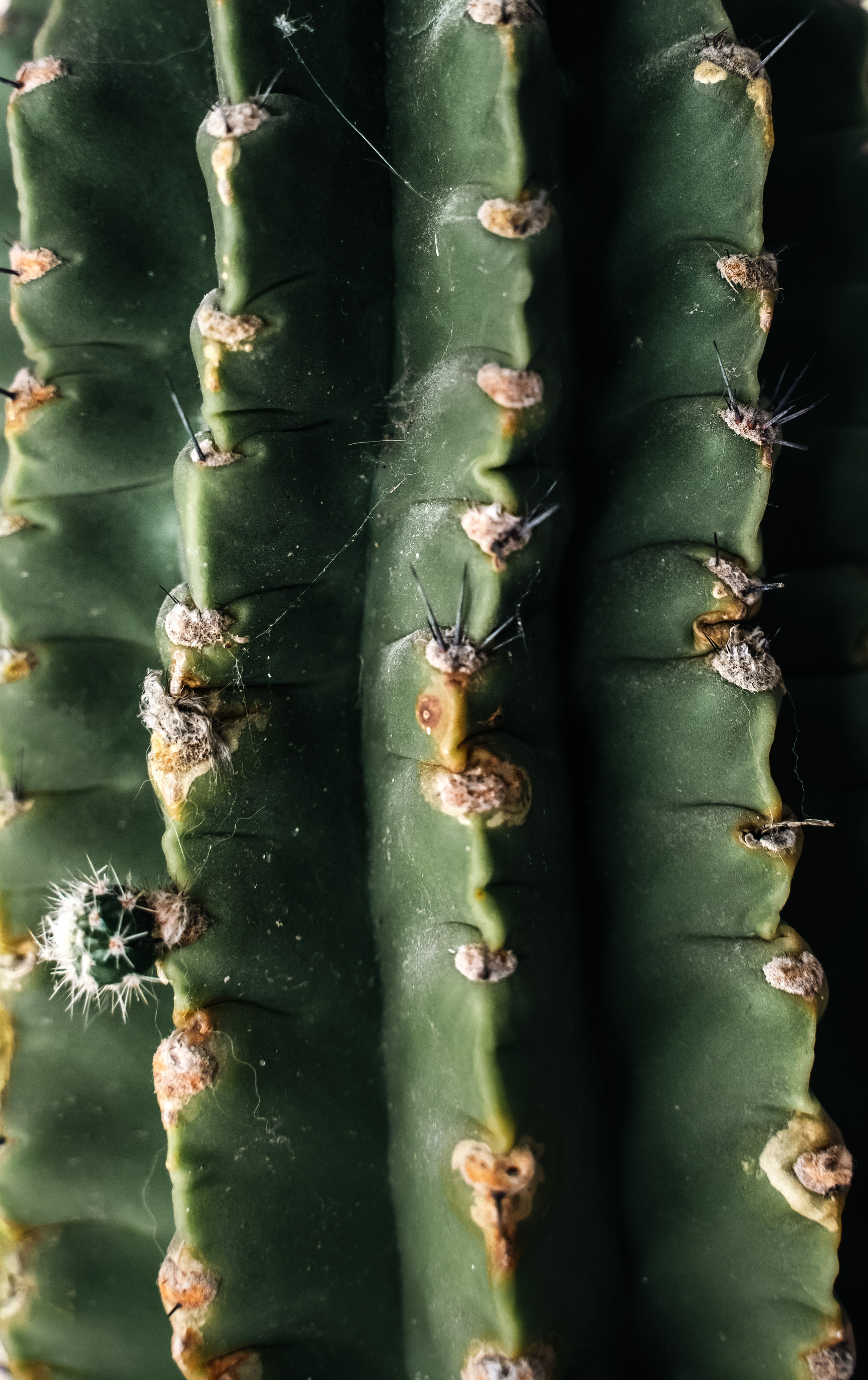 К о с м е т о л о г и я. Контент фотограф в Москве Кулич Настя