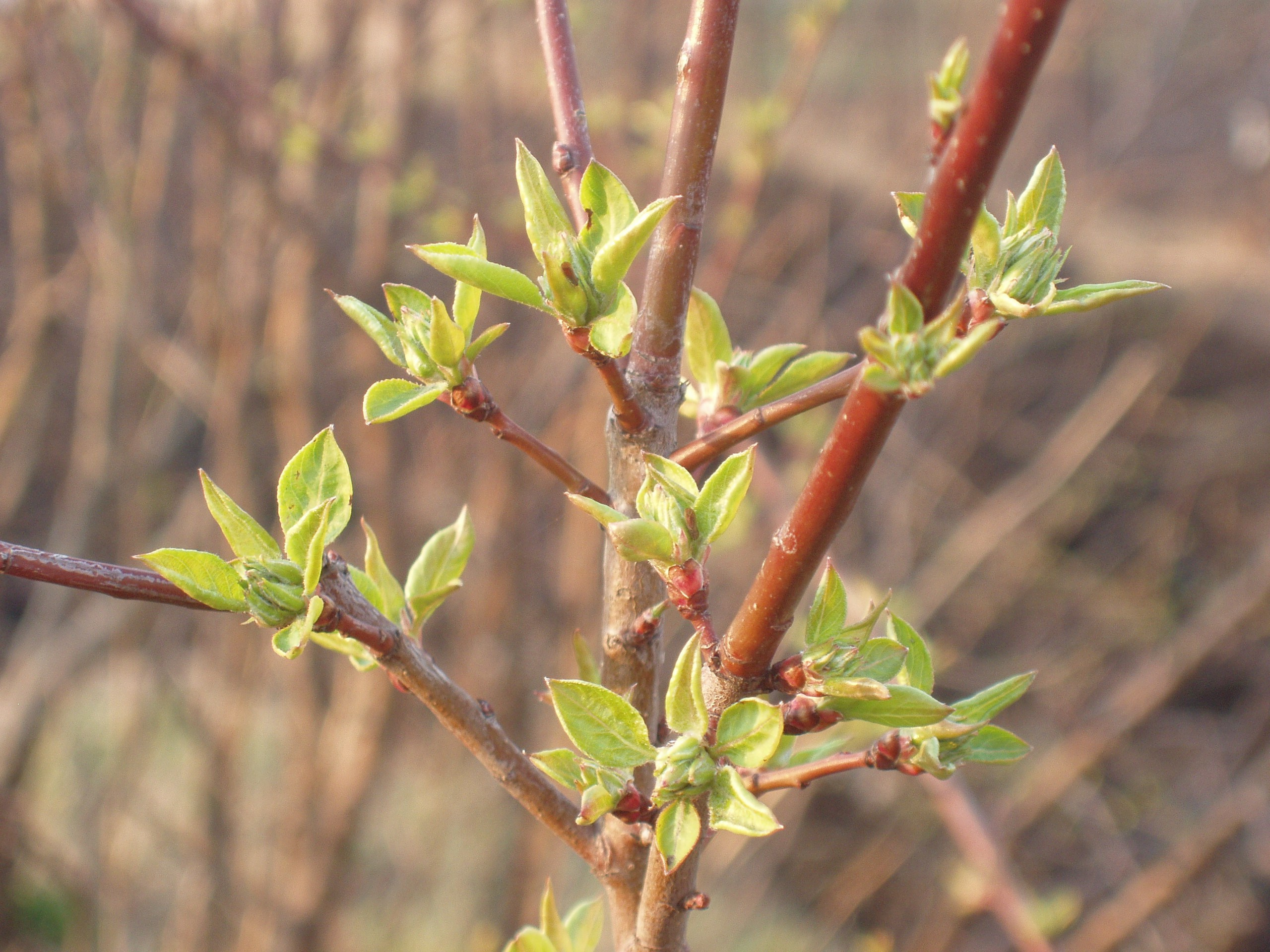 Дача 11.05.2009. Семейный, Свадебный фотограф СПБ Питер— Романова Екатерина