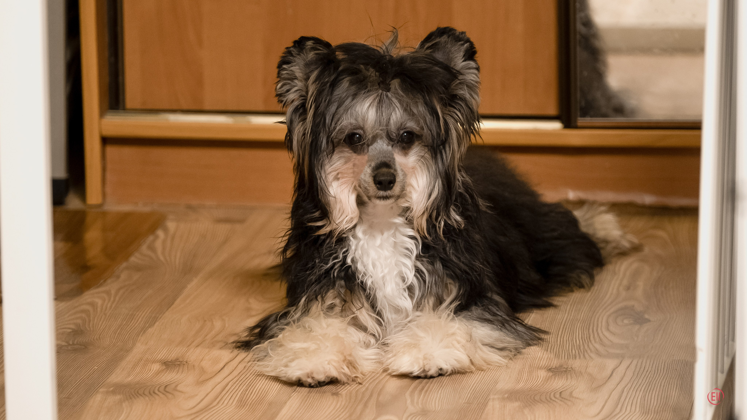 Poale Ell Grace. Poale Ell Chinese Crested Dog Kennel: Buy a puppy from the kennel