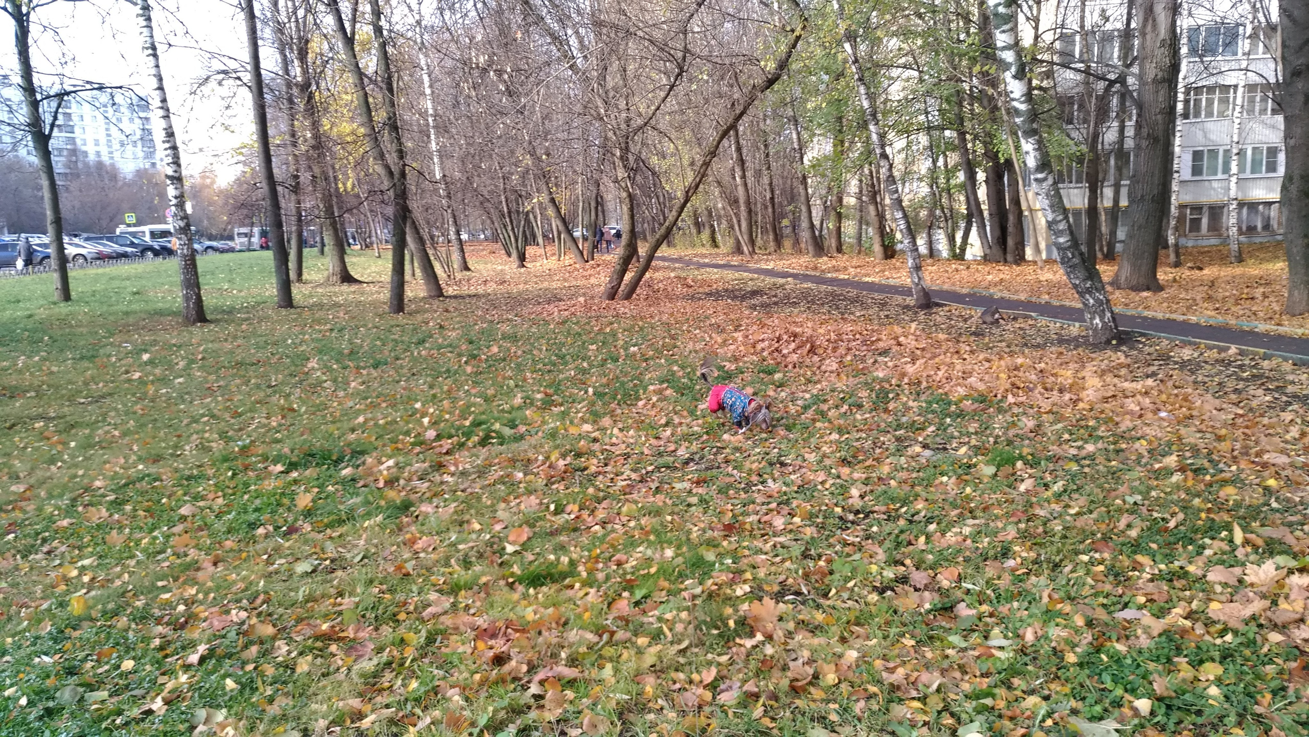 Адам на прогулке. Питомник китайских хохлатых собак Poale Ell: купить щенка