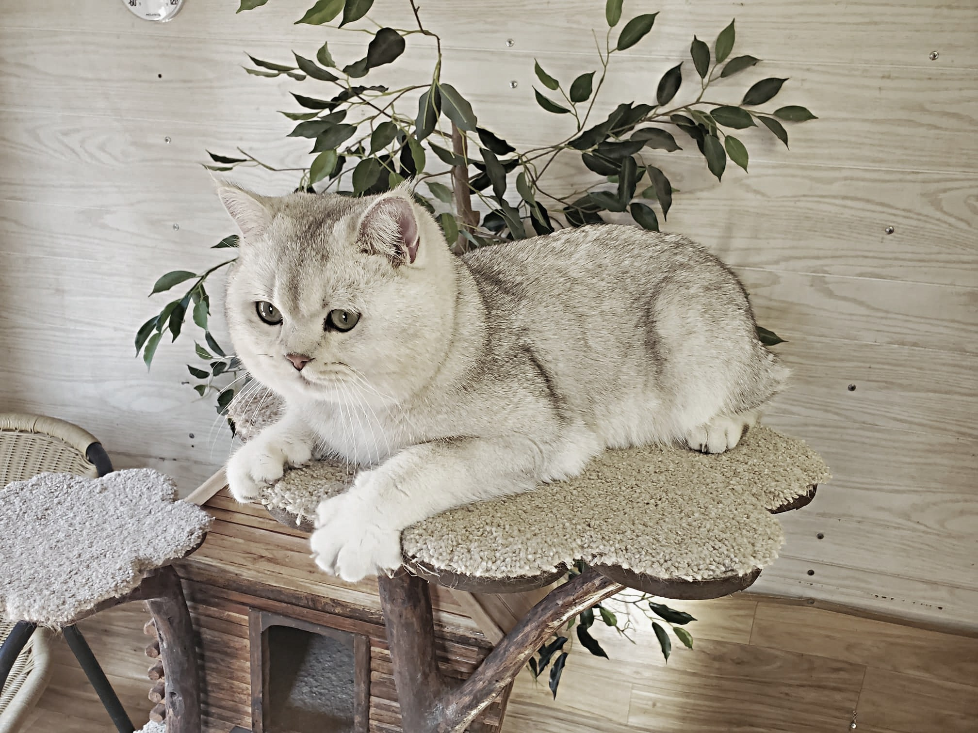 Gray, Male, DB: 05.01.23, sold. British shorhair Cats